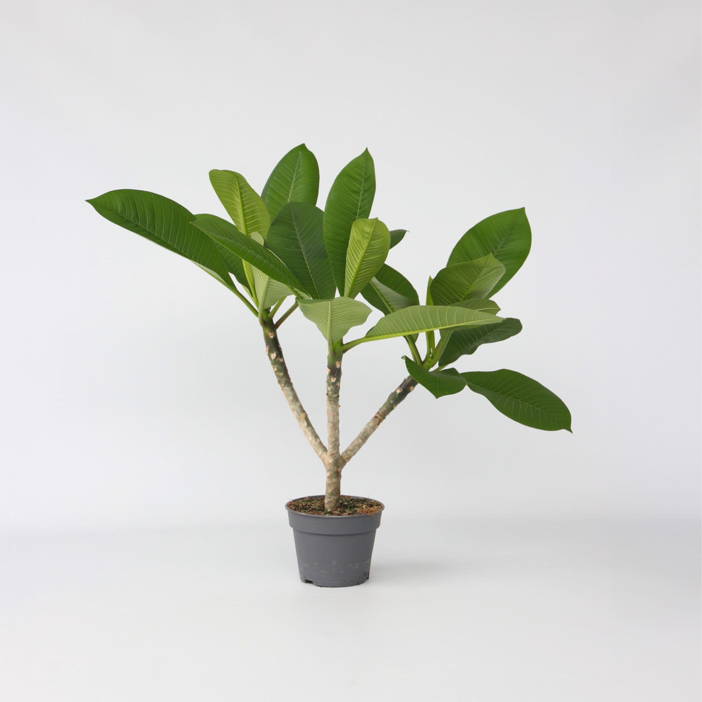Plant in a Box - Hawaii-Palme - Plumeria rubra - H&ouml;he 45-55cm - Topf 17cm 