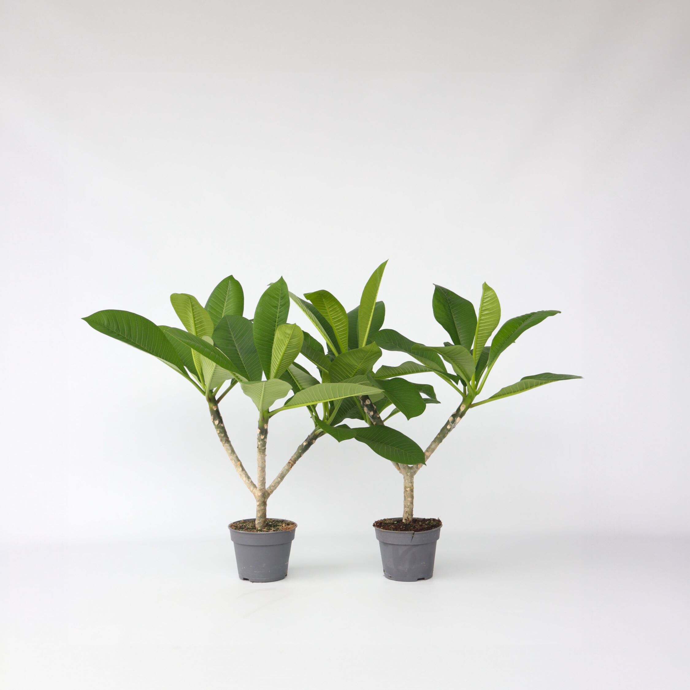 Plant in a Box - Hawaii-Palme - 2 Stk - Plumeria rubra - H&ouml;he 45-55cm - Topf 17cm 