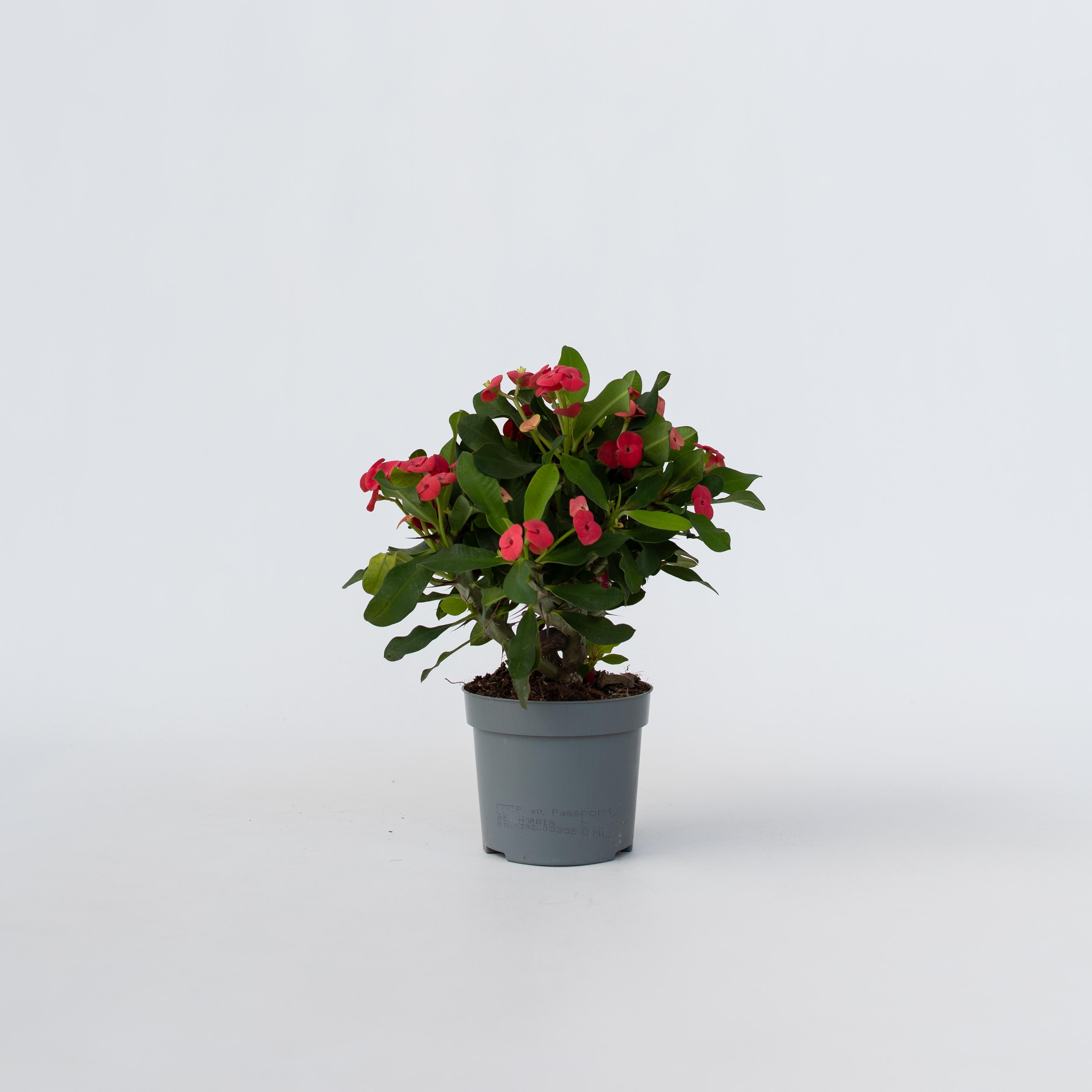 Plant in a Box - Christusdorn - Euphorbia 'Milii' - H&ouml;he 25-35cm - Topf 13cm 