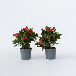 Plant in a Box - Christusdorn - 2 Stk - Euphorbia 'Milii' - Höhe 25-35cm - Topf 13cm 