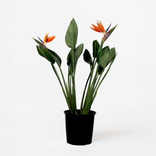 Plant in a Box - Paradiesvogelblume - Strelitzia reginae - mit Blüten - Höhe 70-100cm - Ø19cm 