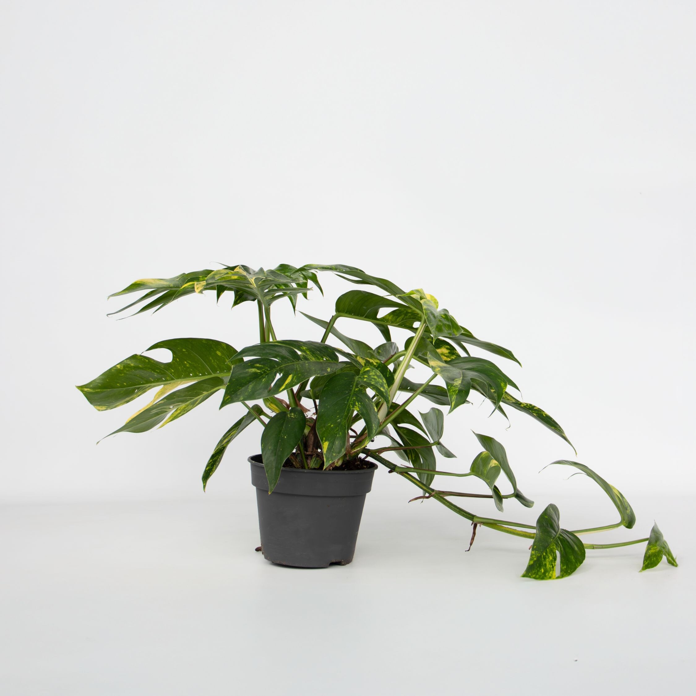 Plant in a Box - Epipremnum 'Goldfinger' - Drachenranke - H&ouml;he 25-35cm - &oslash;17cm 