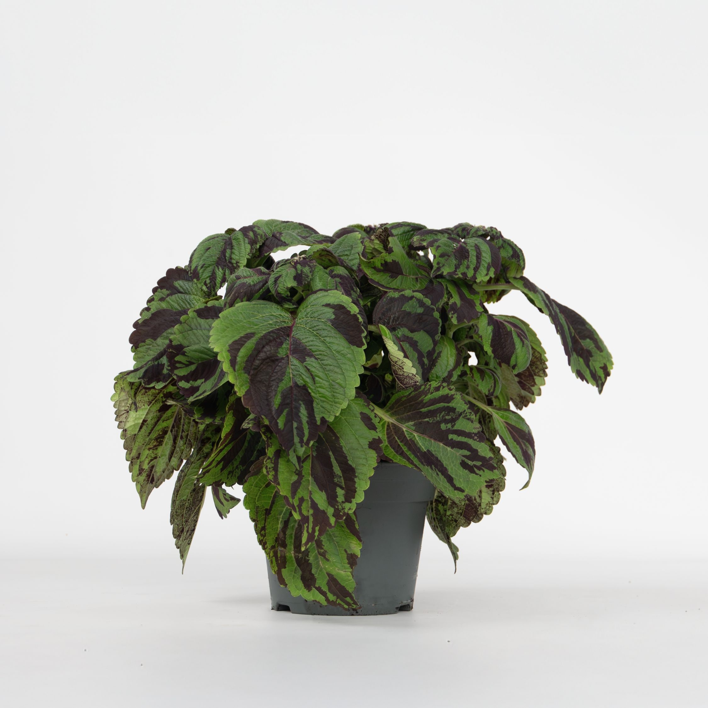 Plant in a Box - Buntnessel - Coleus Tiger - H&ouml;he 25-35cm - &oslash;17cm 