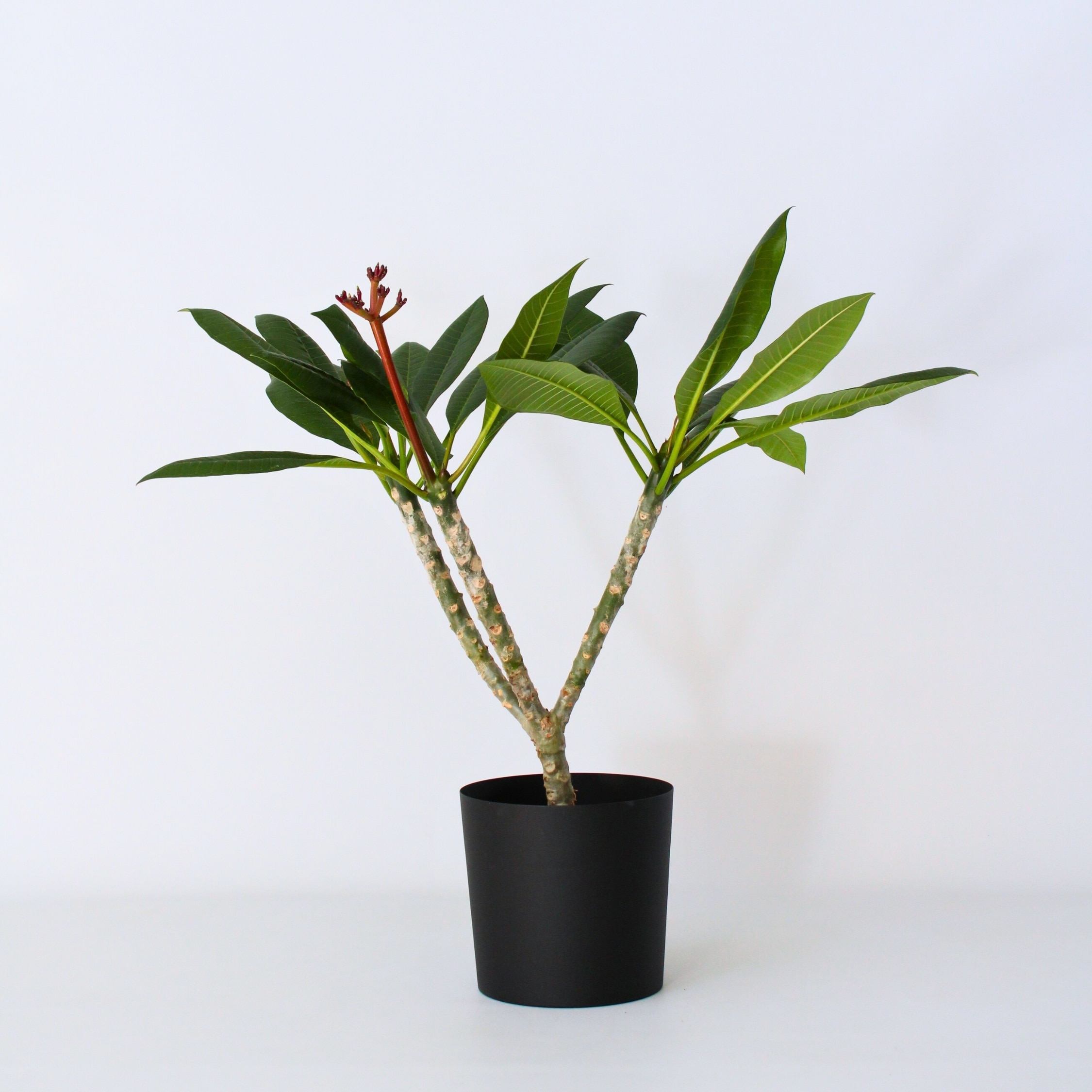 Plant in a Box - Hawaii-Palme Wei&szlig; - Plumeria rubra - H&ouml;he 55-70cm - Topf 17cm 