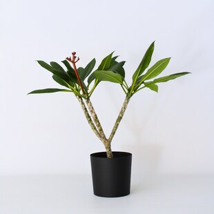 Plant in a Box - Hawaii-Palme Weiß - Plumeria rubra - Höhe 55-70cm - Topf 17cm 