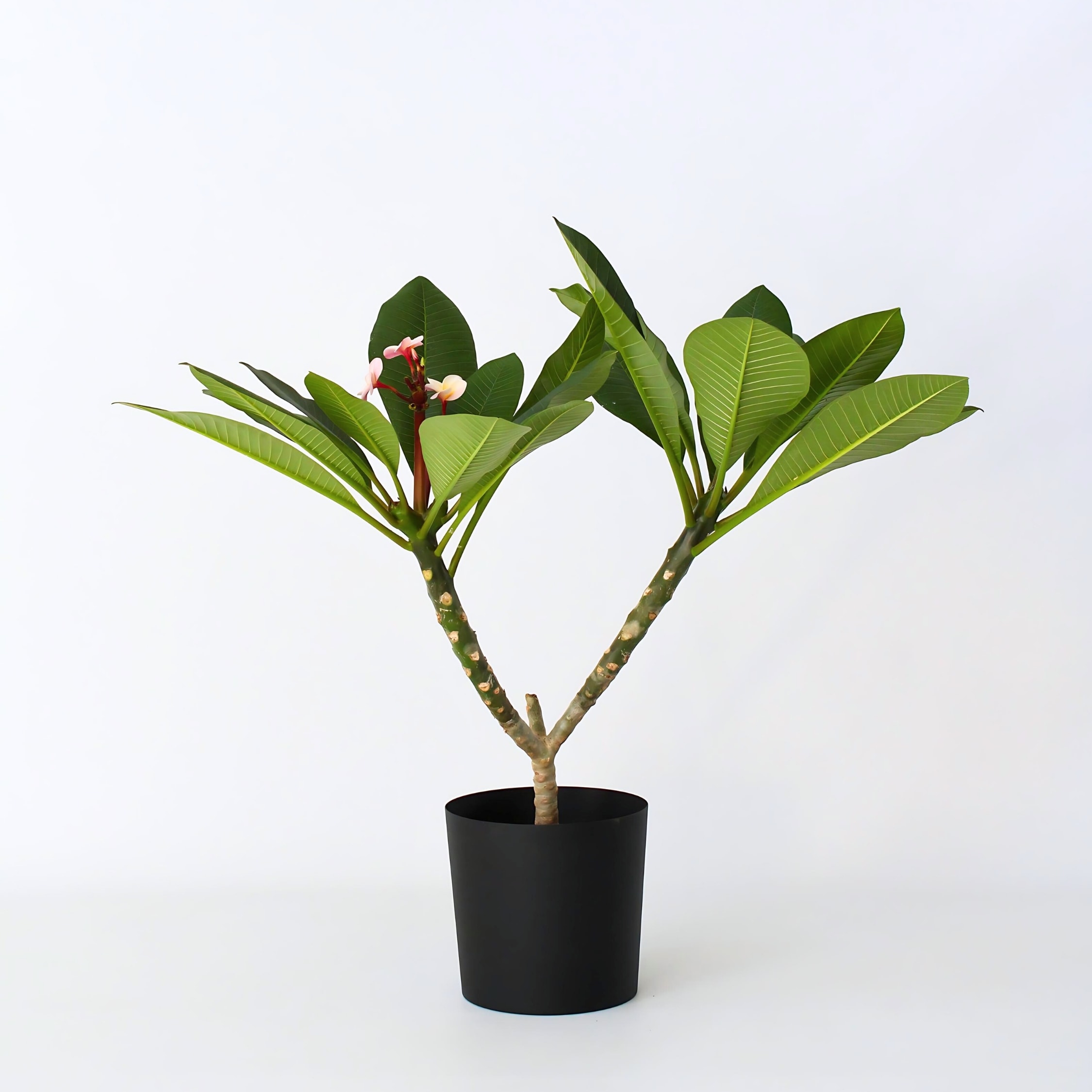 Plant in a Box - Hawaii-Palme - Plumeria rubra 'Rosa' - H&ouml;he 55-70cm - Topf 17cm 