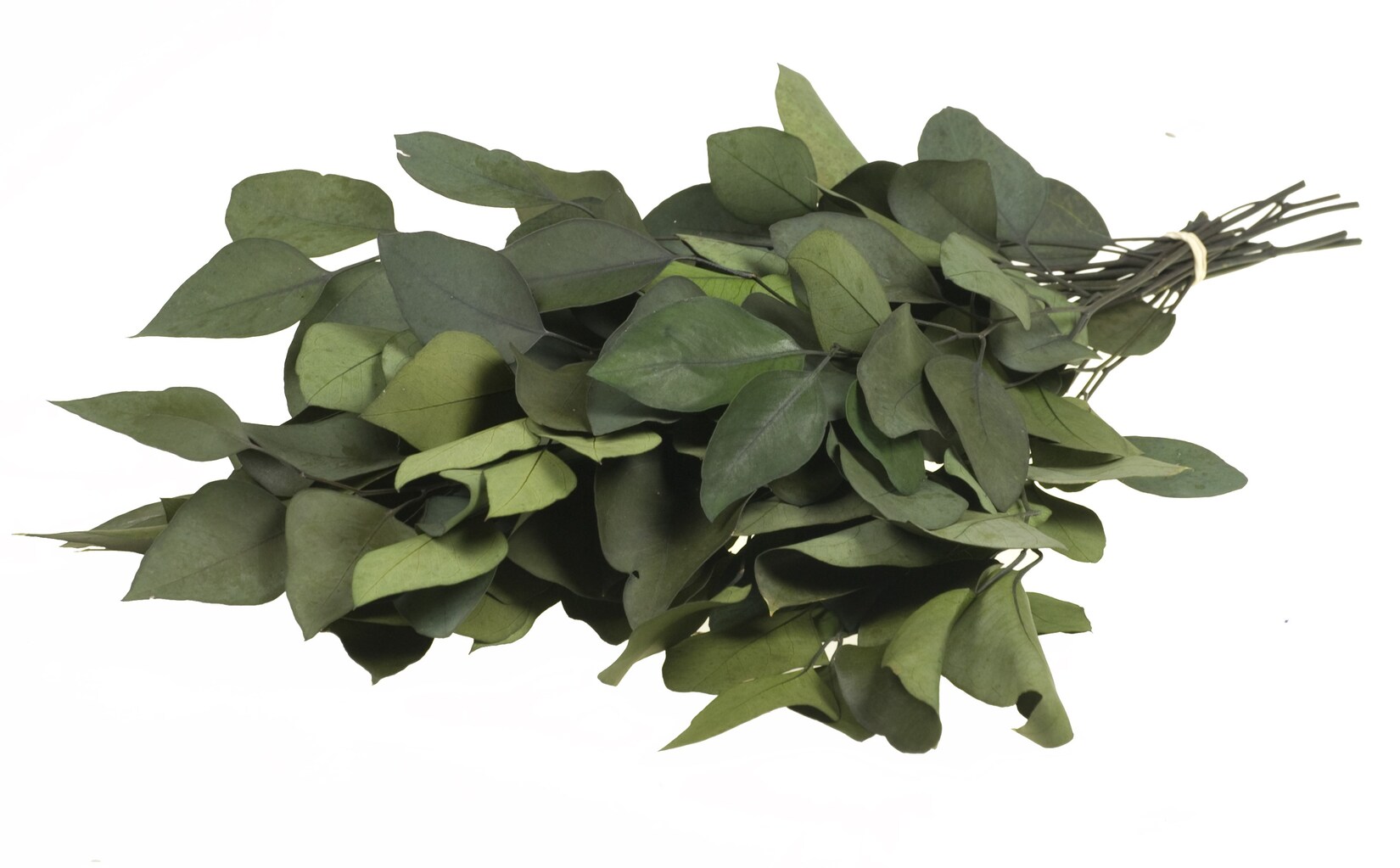 Plant in a Box - Eucalyptus Stuartiana - Getrockneter Eukalyptus - Höhe 40-50 cm