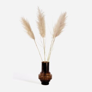 Plant in a Box - Getrocknete Blumen - 5 Stk. - Dryflower 'Cortaderia Plum' 