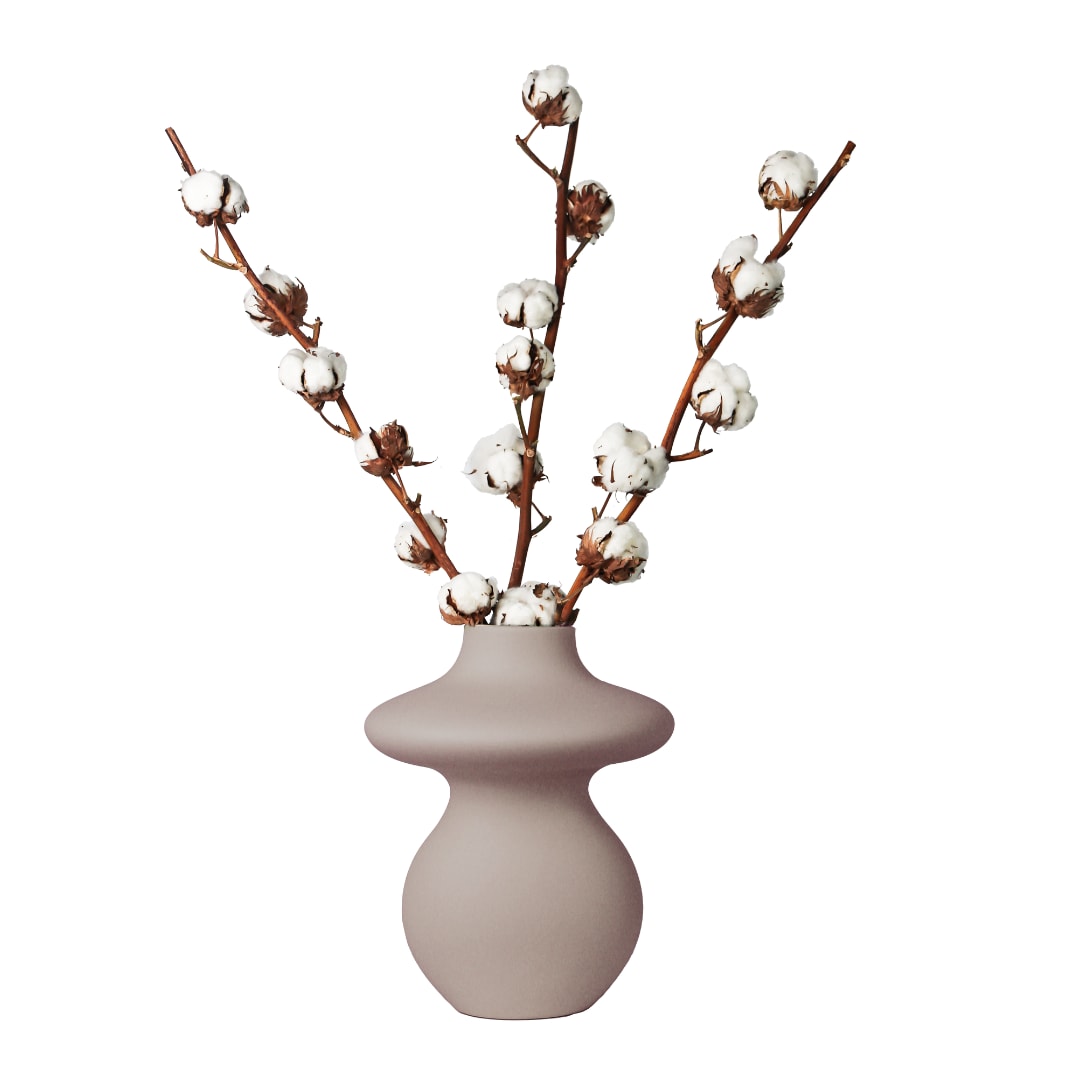 Plant in a Box - Trockenblumen - Cotton Branch - Baumwolle - Set mit 3 Zweigen - H&ouml;he 40-60 cm 