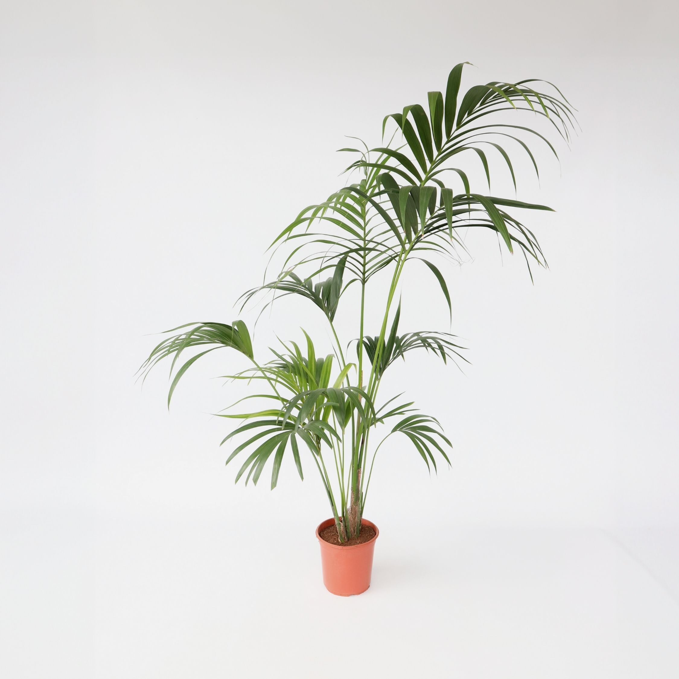 Plant in a Box - Kentia Palme - Howea forsteriana - H&ouml;he 150-170cm - Topf 24cm 