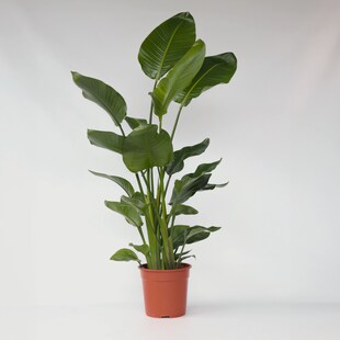 Plant in a Box - Paradiesvogelblume - Strelitzie - Strelitzia nicolai - Höhe 150-170cm - Topf 28cm 