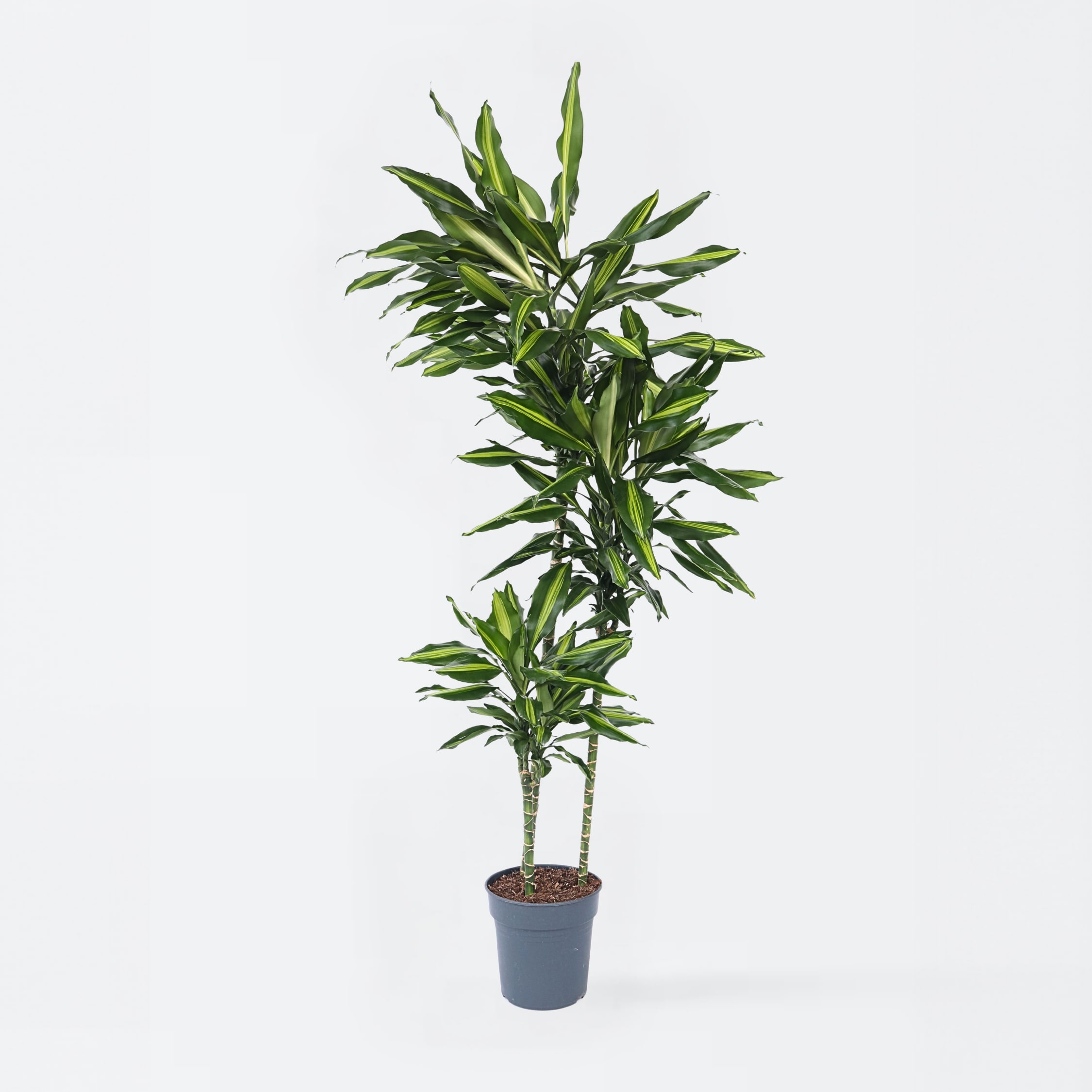 Plant in a Box - Drachenbaum - Dracaena fragrans 'Cintho' - H&ouml;he 140-150cm - Topf 24cm 