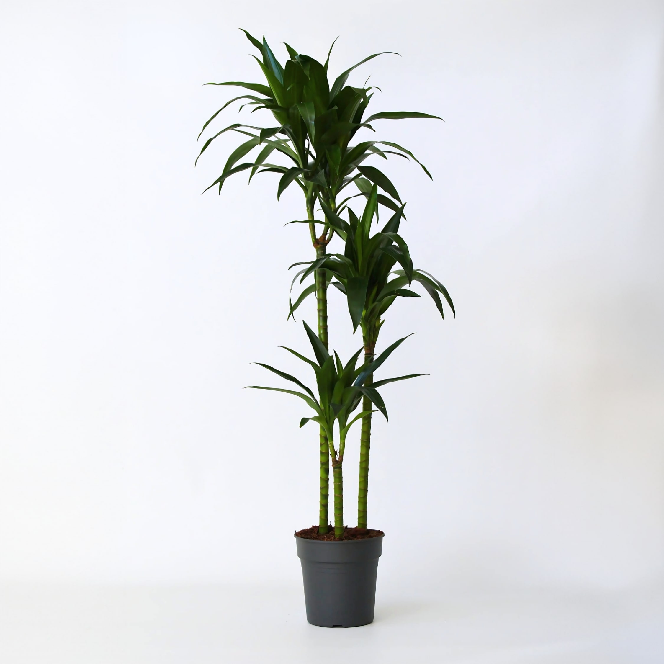 Plant in a Box - Drachenbaum - Dracaena deremensis 'Janet Craig' - H&ouml;he 140-150cm - Topf 24cm 