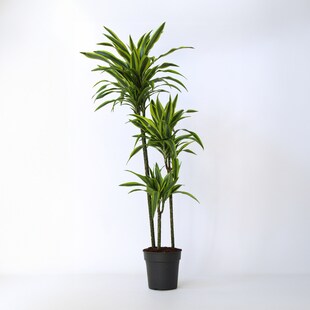Plant in a Box - Drachenbaum - Dracaena 'Lemon Lime' - Höhe 130-140cm - Topf 24cm 