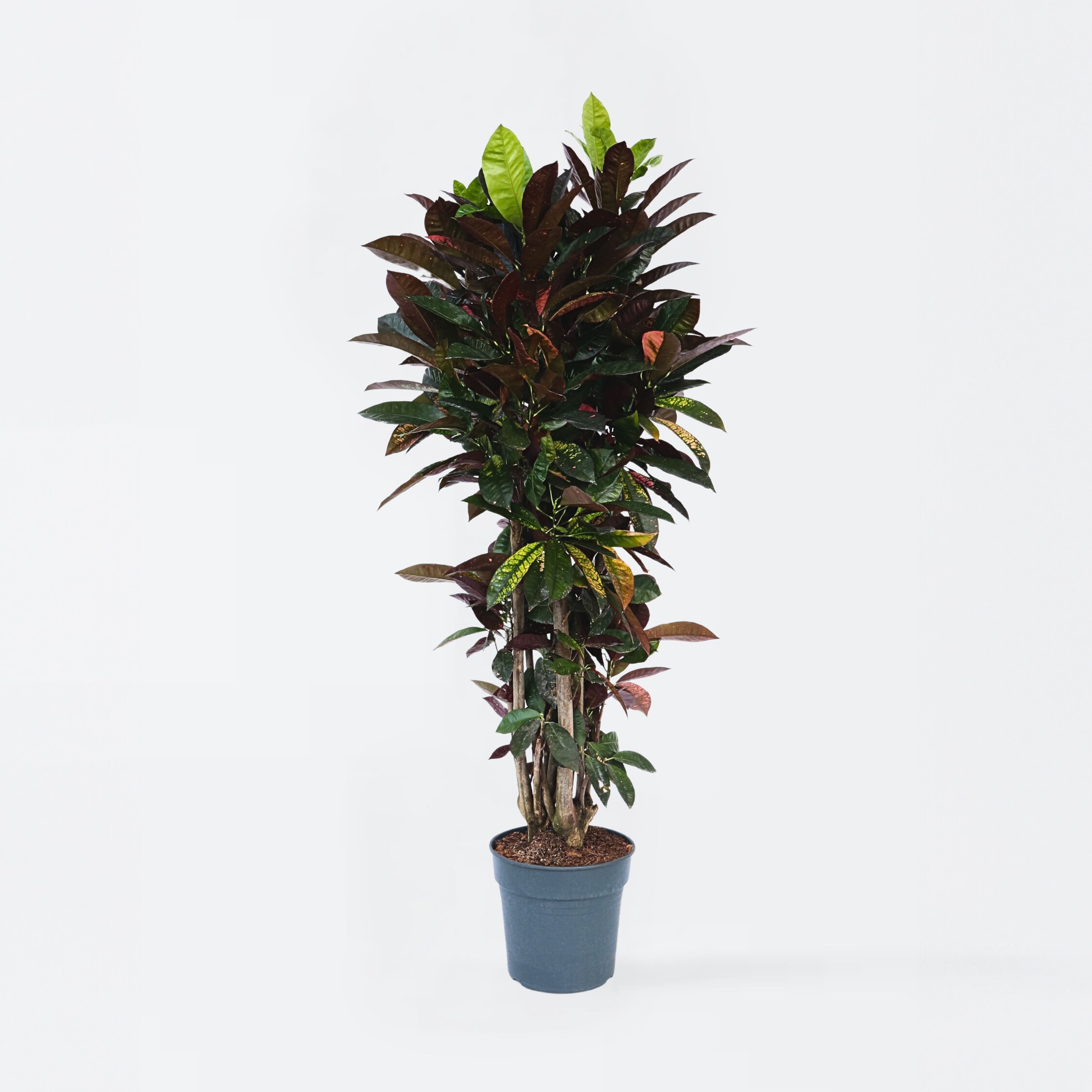 Plant in a Box - Kroton - Codiaeum variegatum 'Mrs. Iceton' - H&ouml;he 140-150cm - Topf 31cm 