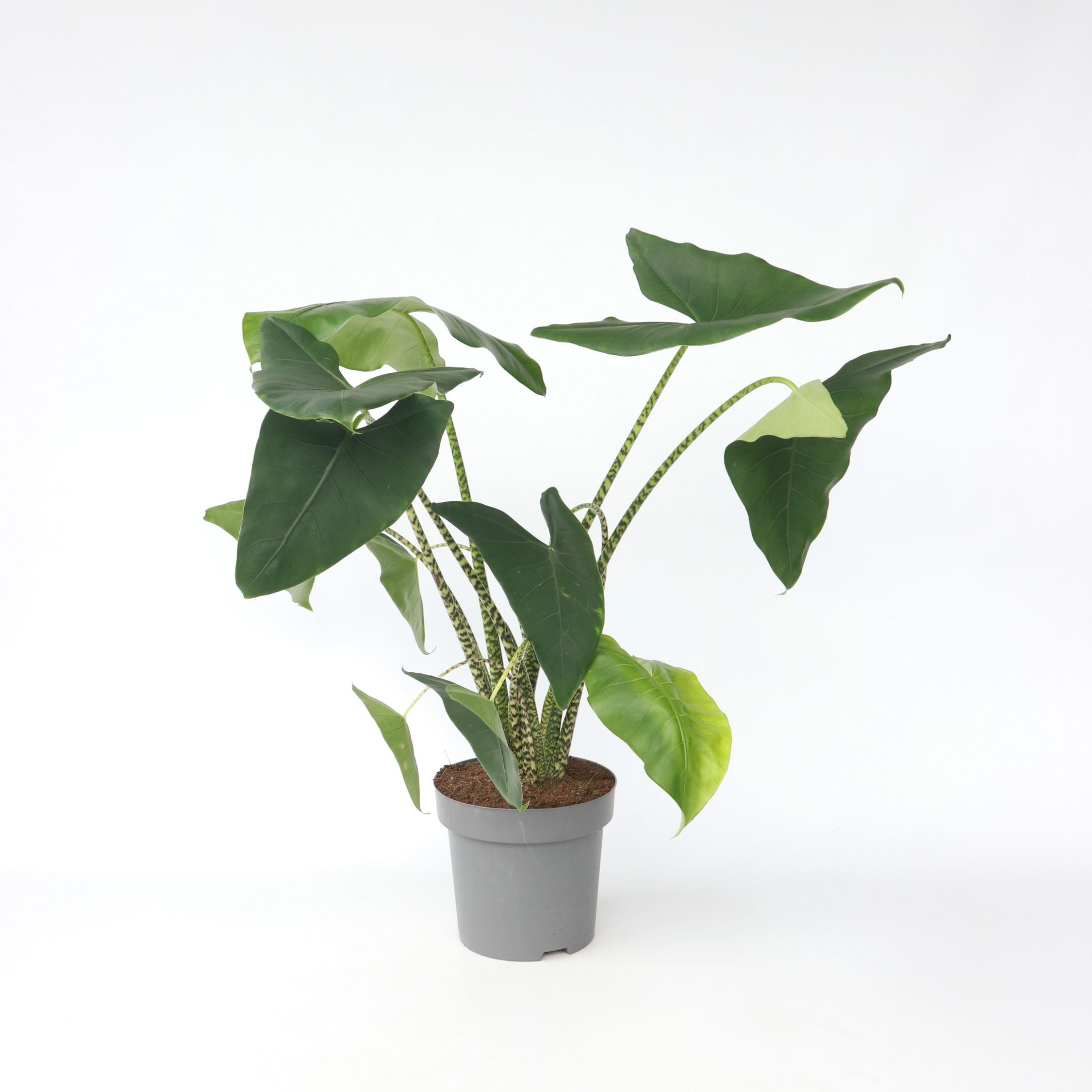 Plant in a Box - Alokasie - Alocasia 'Zebrina' - H&ouml;he 140-150cm - Topf 32cm 