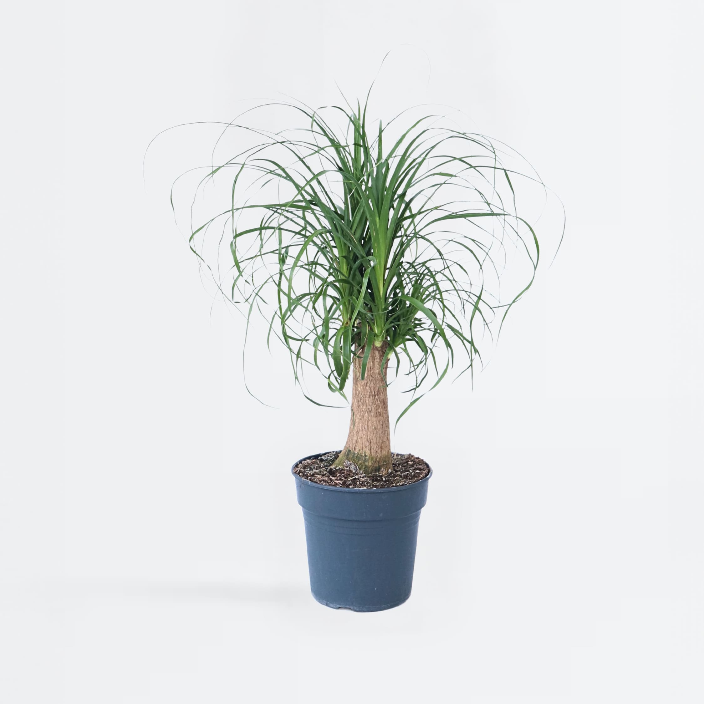 Plant in a Box - Elefantenfu&szlig; - Beaucarnea 'recurvata' - H&ouml;he 60-70cm - Topf 21cm 