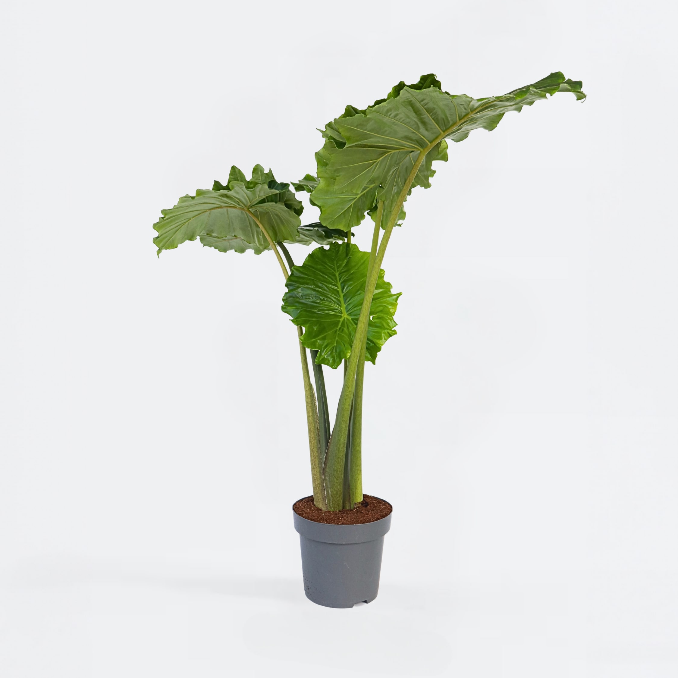 Plant in a Box - Alokasie - Alocasia 'Portodora' - H&ouml;he 110-120cm - Topf 32cm 