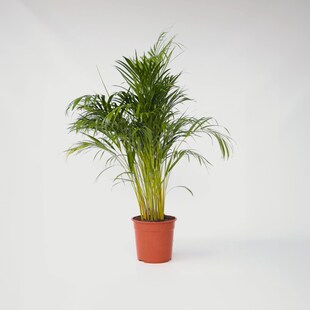 Plant in a Box - Goldfruchtpalme - Dypsis lutescens - Höhe 140-150cm - Topf 27cm 