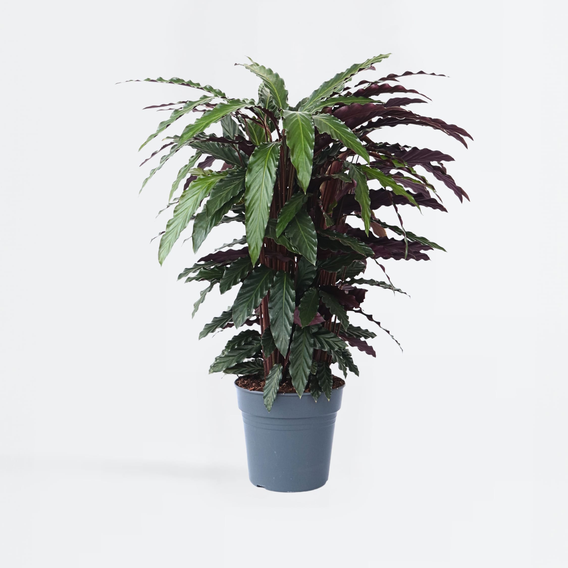 Plant in a Box - Korbmarante - Calathea 'Wavestar' - H&ouml;he 90cm - Topf 27cm 