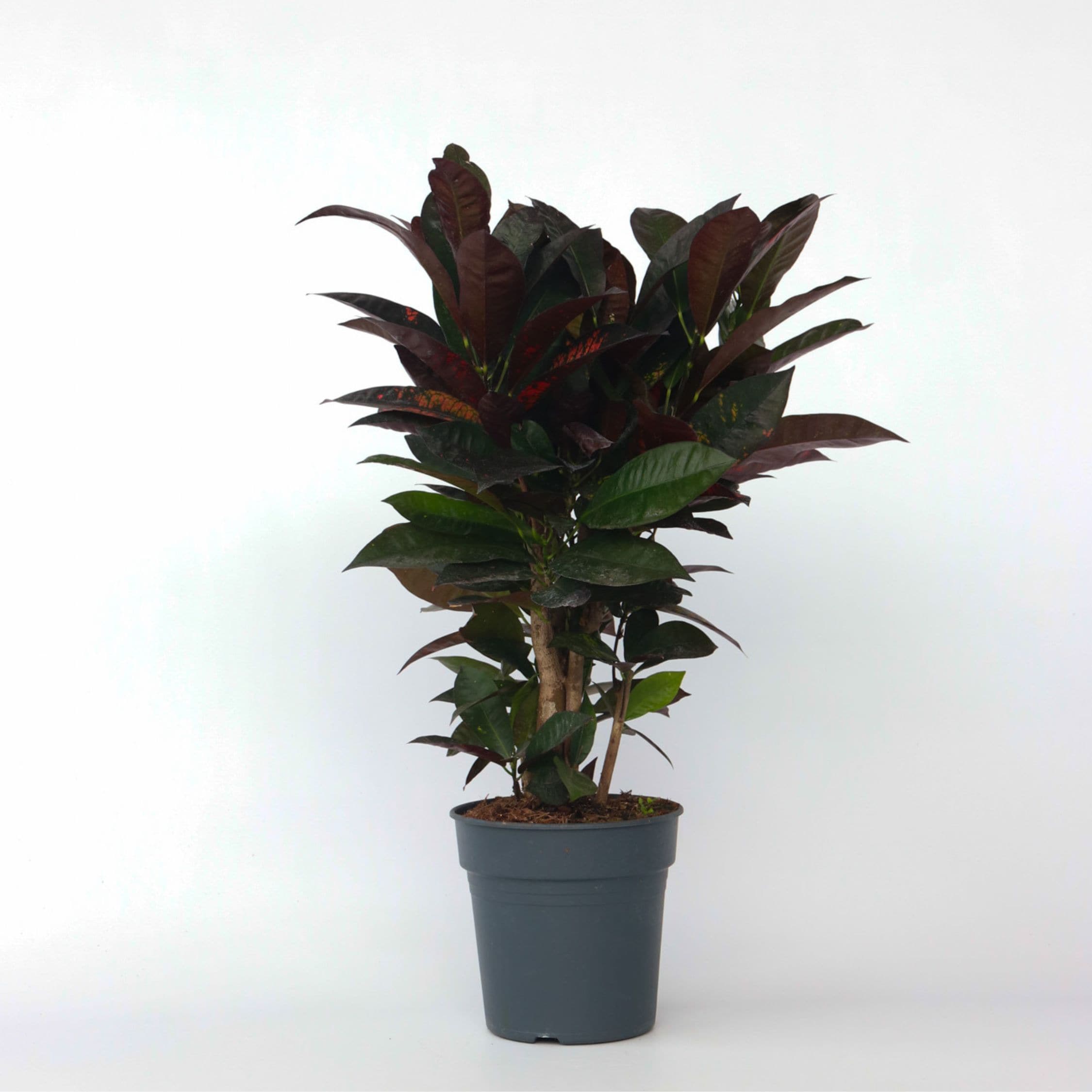 Plant in a Box - Kroton - Codiaeum variegatum 'Mrs. Iceton' - H&ouml;he 60-70cm - Topf 19cm 