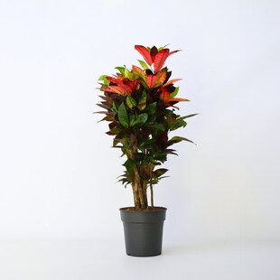 Plant in a Box - Kroton - Codiaeum variegatum 'Mrs. Iceton' - Höhe 90-100cm - Topf 27cm 