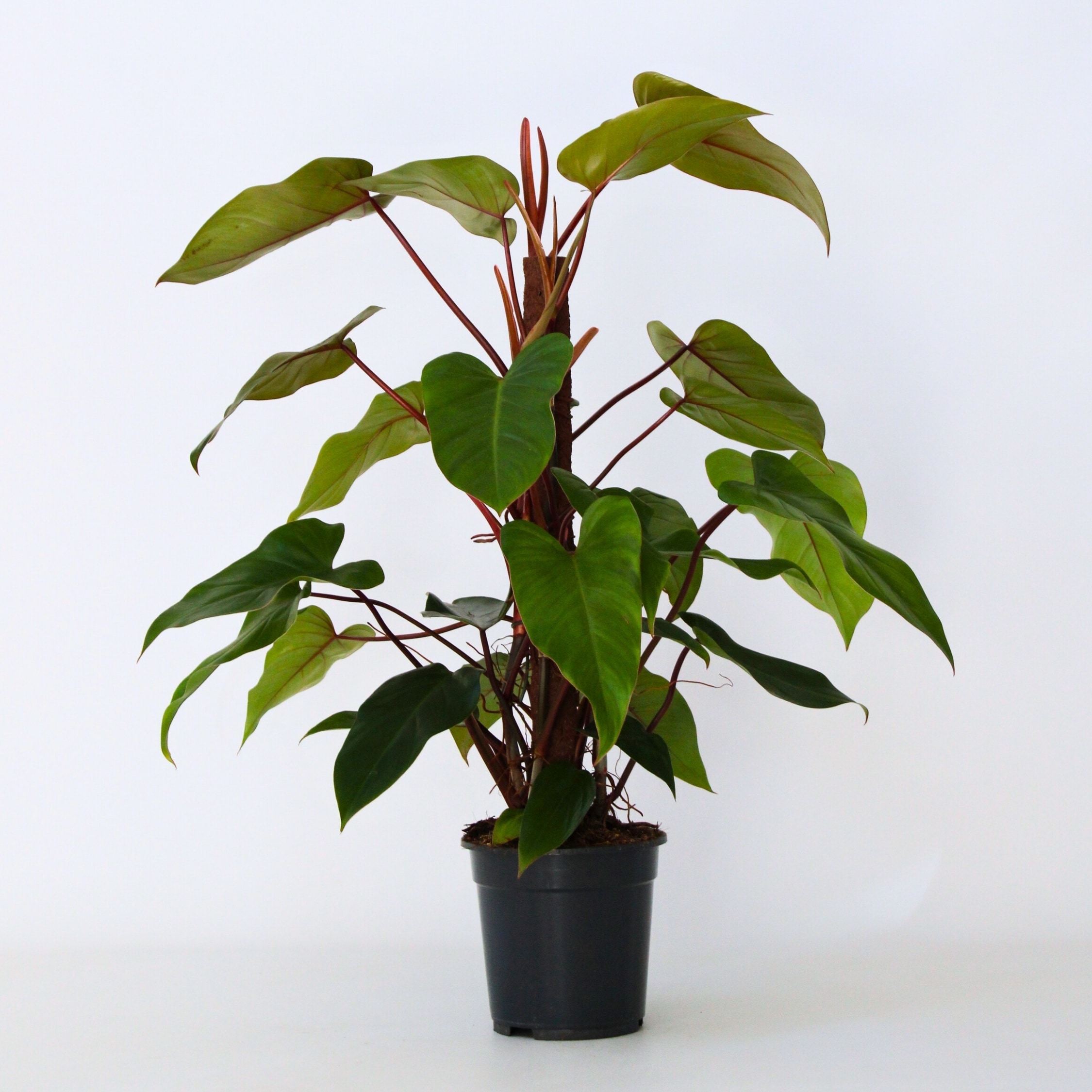 Plant in a Box - Baumfreund - Philodendron 'Imperial Red' - H&ouml;he 50cm - Topf 19cm 
