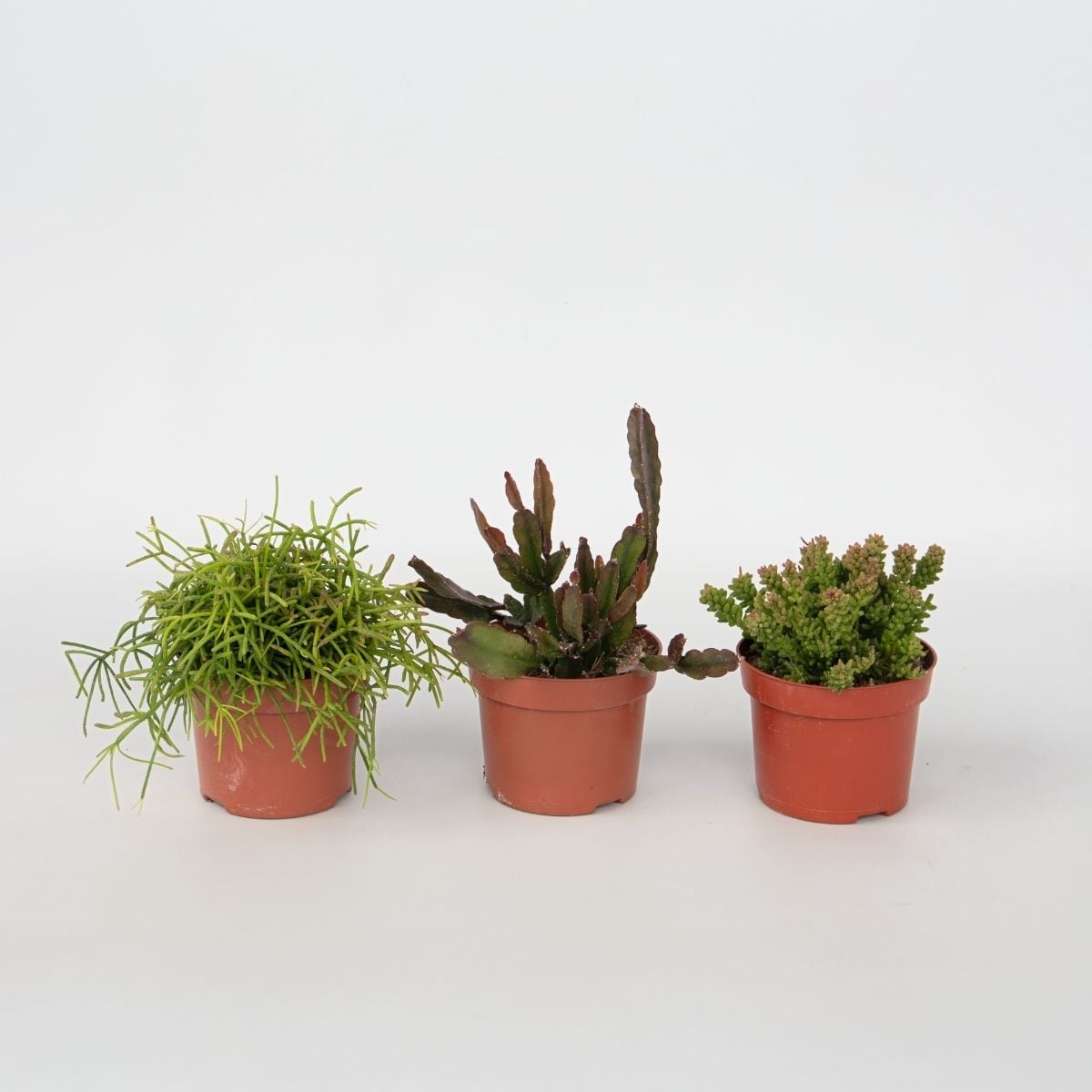 Plant in a Box - Korallenkaktus Mix - Rhipsalis - Set mit 3 - H&ouml;he 15-20 cm - Topf 12 cm 