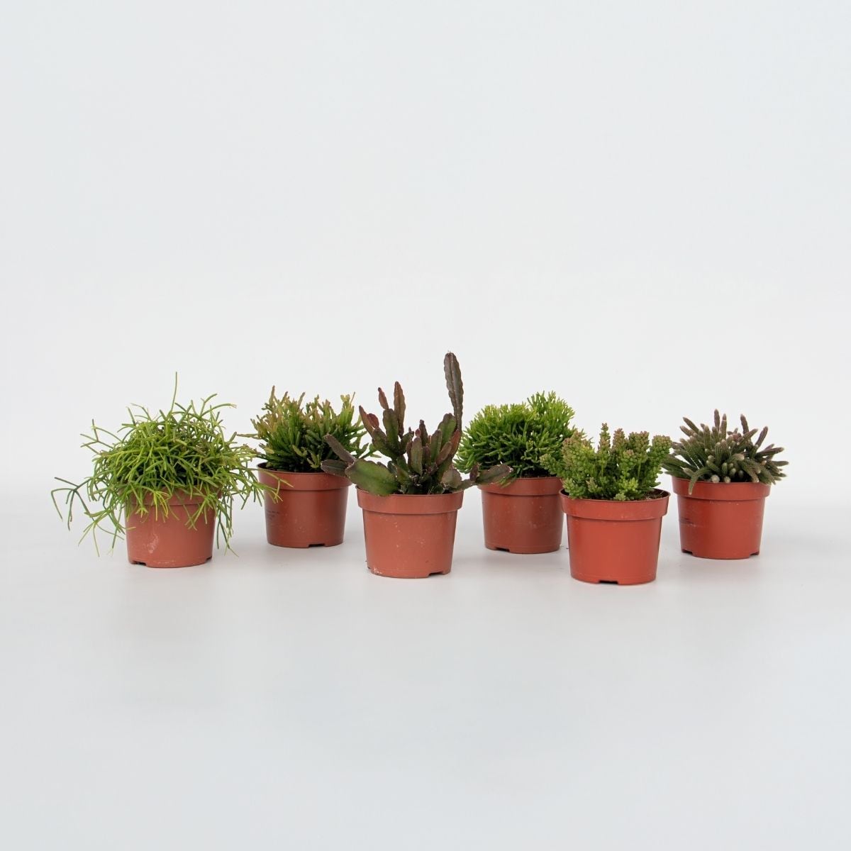 Plant in a Box - Korallenkaktus Mix - Rhipsalis - Set mit 6 - H&ouml;he 15-20 cm - Topf 12 cm 