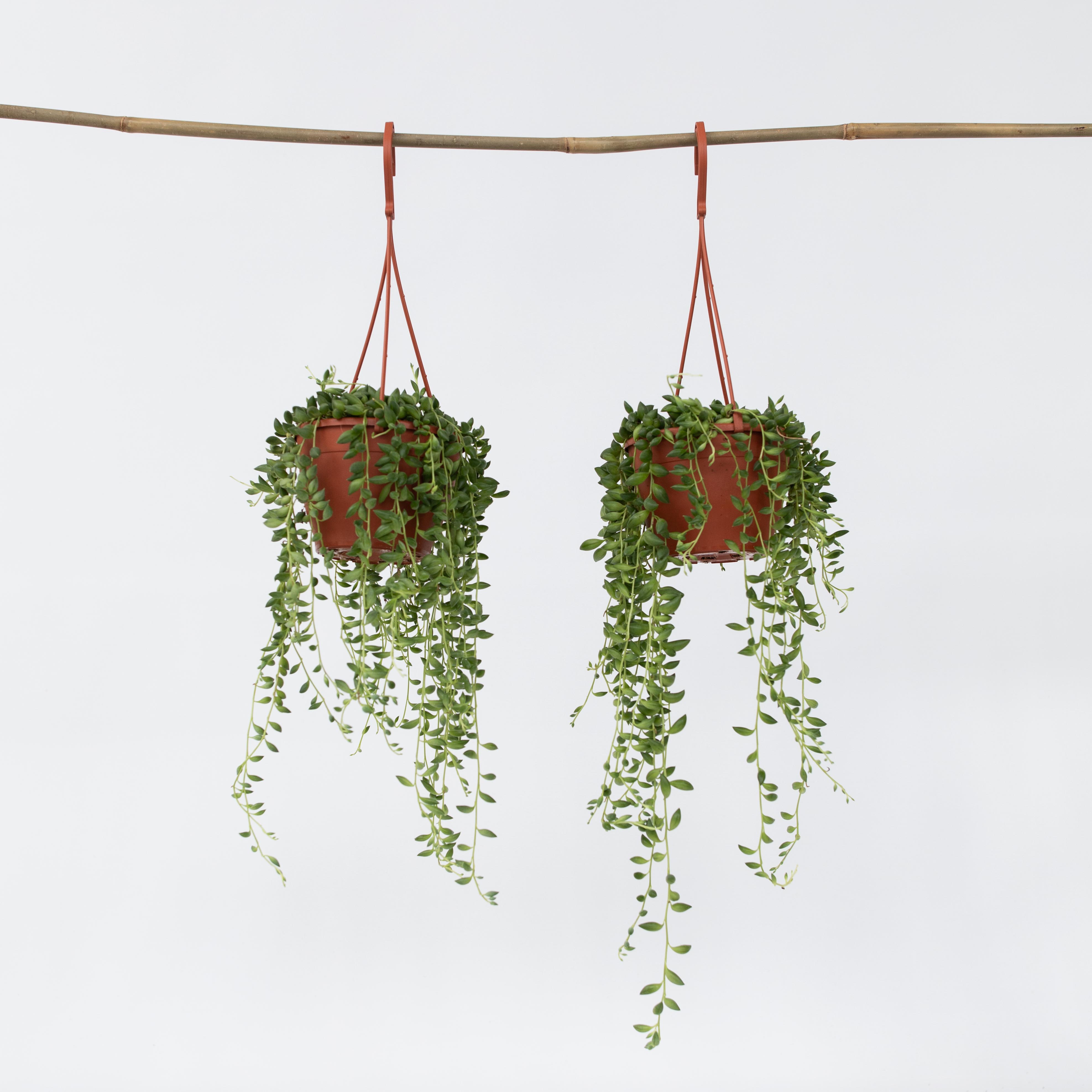 Plant in a Box - Erbsenpflanze - 2 Stk - Senecio rowleyanus - H&ouml;he 10-20cm - Topf 12cm 