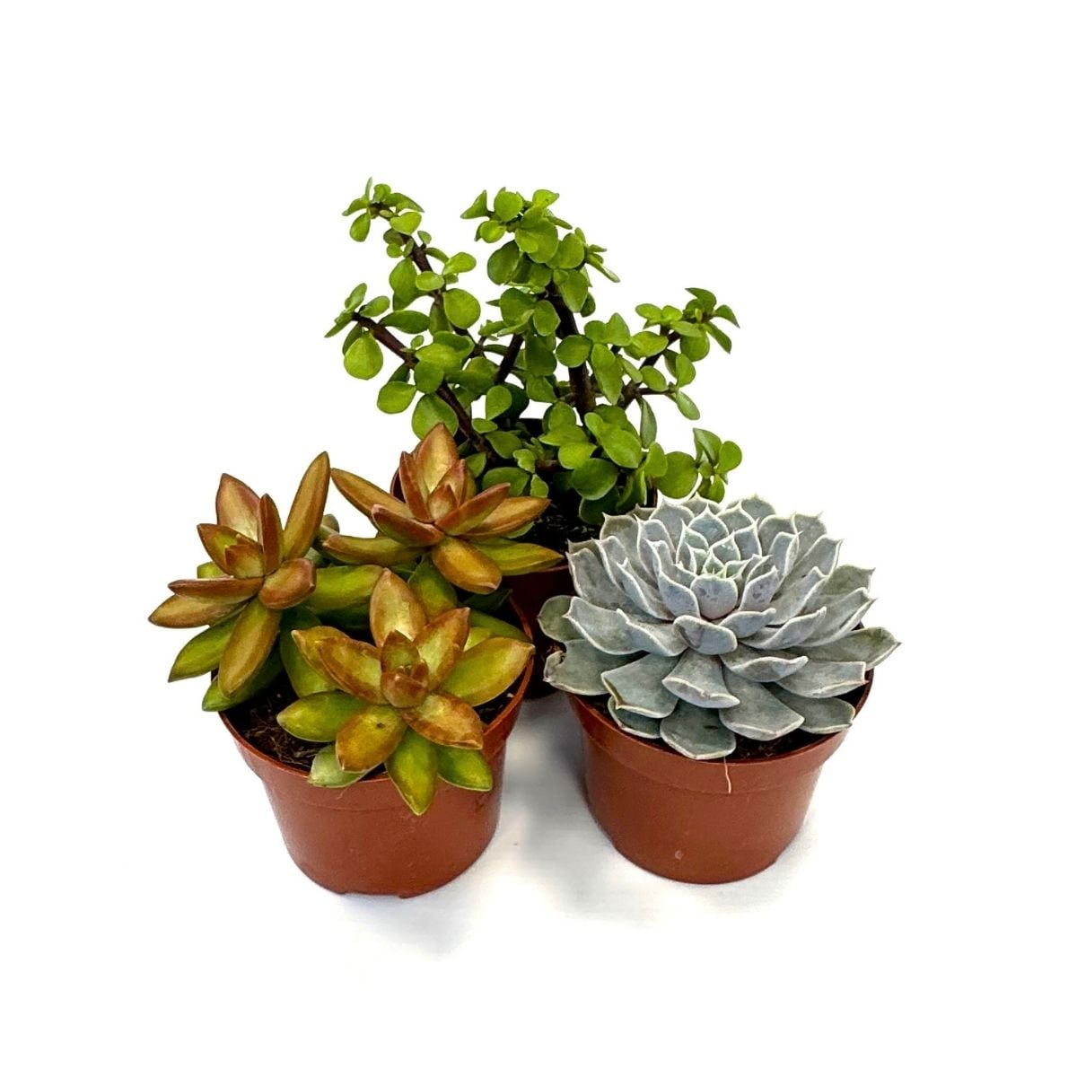 Plant in a Box - Sukkulenten - 3 Stk - Succulent Mix - H&ouml;he 15-20cm - Topf 10,5cm 
