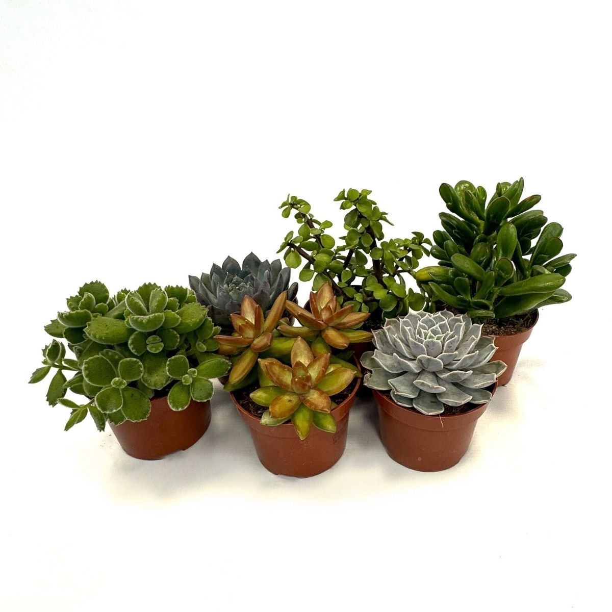Plant in a Box - Sukkulenten - 6 Stk - Succulent Mix - H&ouml;he 15-20cm - Topf 10,5cm 