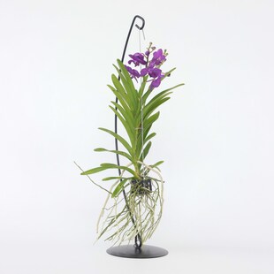 Plant in a Box - Vanda-Orchidee - Vanda 'Blue' - Höhe 45-55cm 
