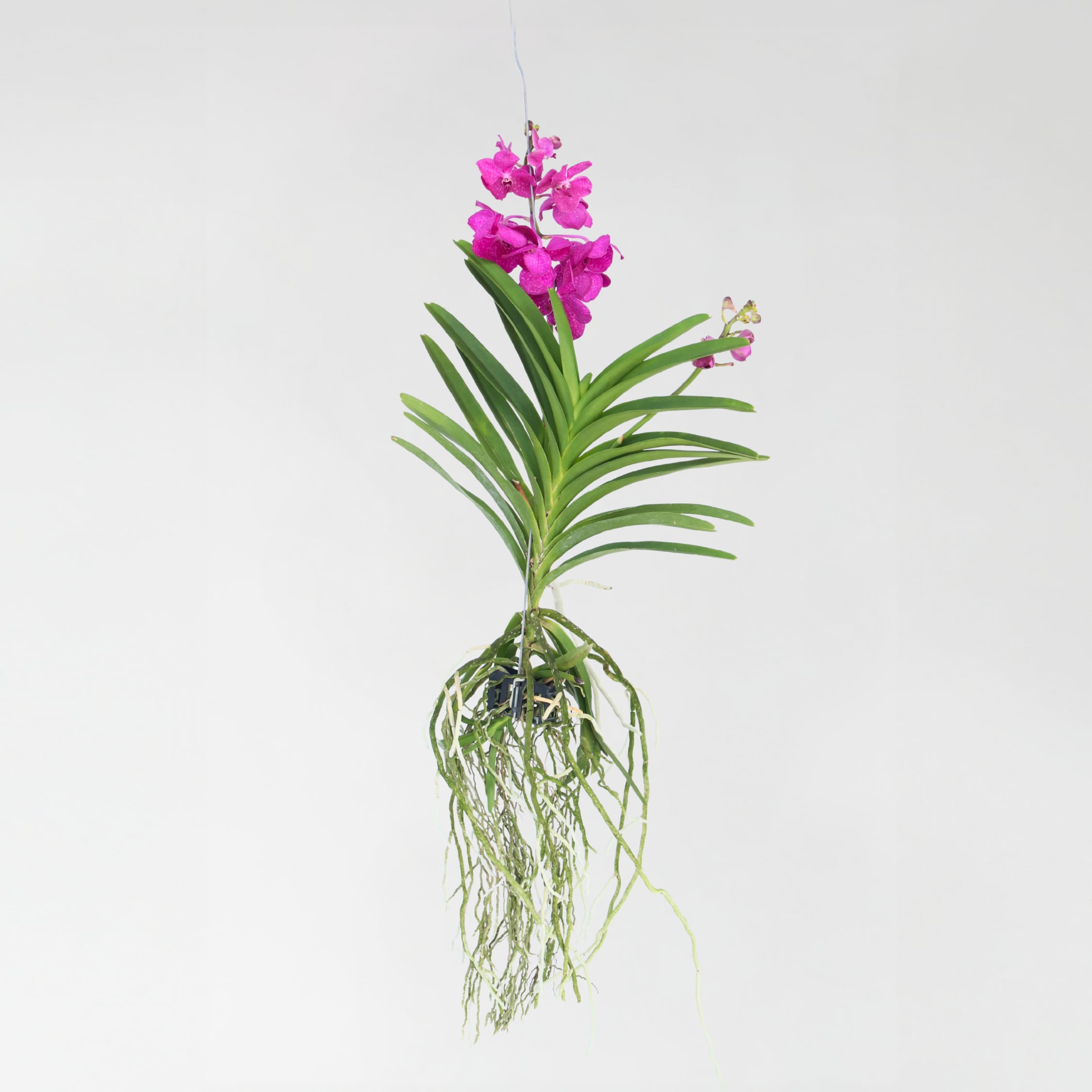 Plant in a Box - Vanda-Orchidee - Vanda 'Tayanee Cerise' - H&ouml;he 55-65cm 