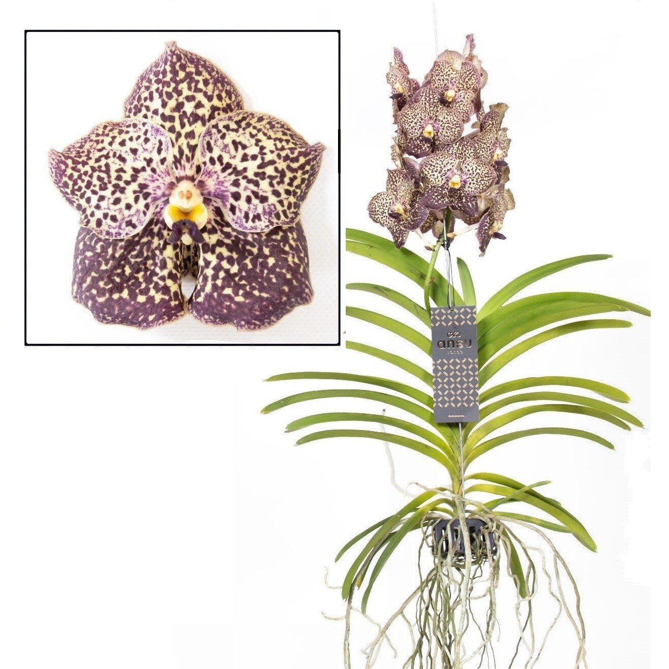 Plant in a Box - Vanda-Orchidee - Vanda 'Ocelot Mocha' - H&ouml;he 55-65cm 