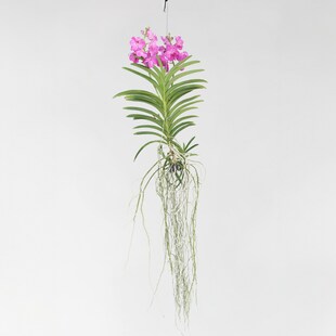 Plant in a Box - Vanda-Orchidee - Vanda 'Pink' - Höhe 90cm 