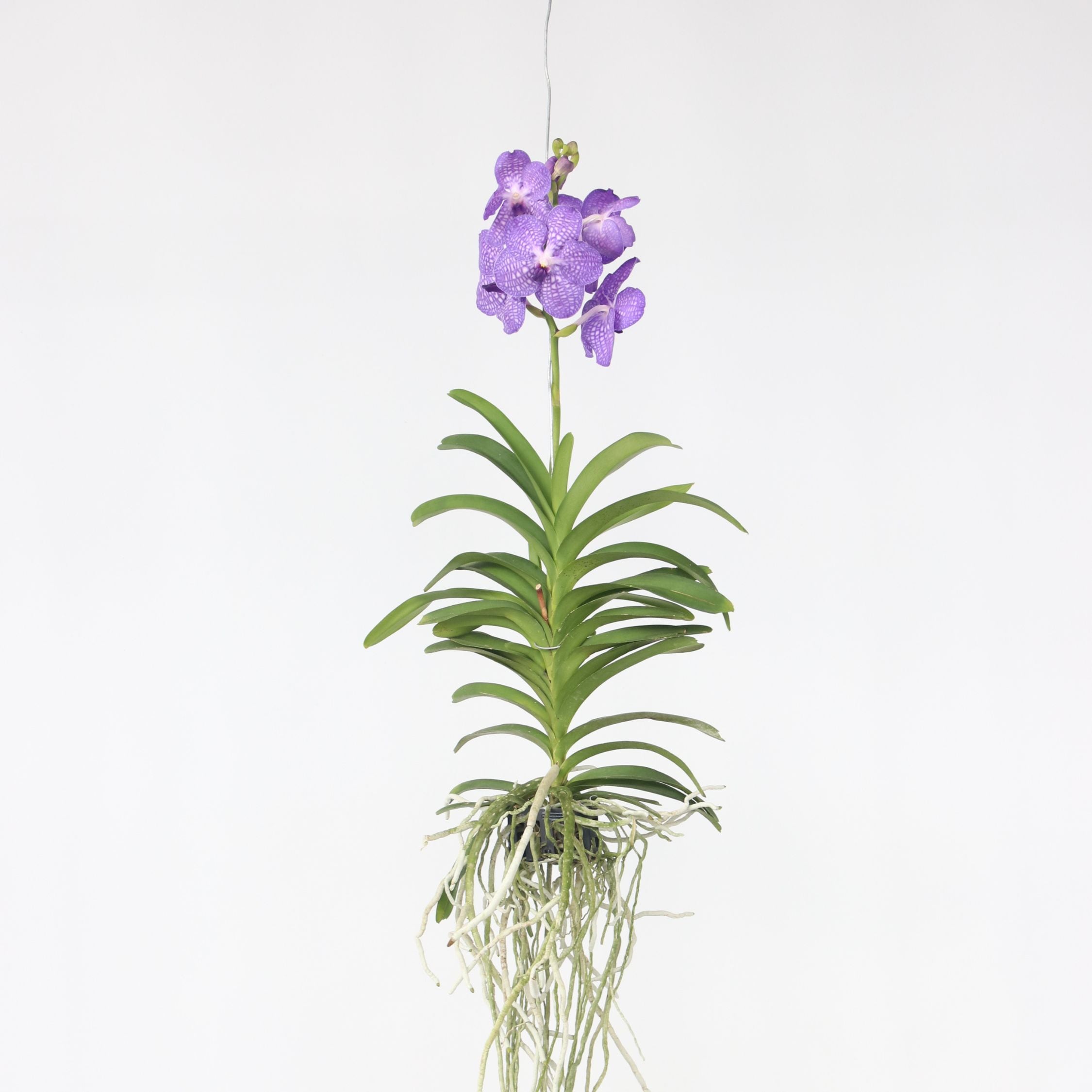 Plant in a Box - Vanda-Orchidee - Vanda 'Blue' - H&ouml;he 55-65cm 