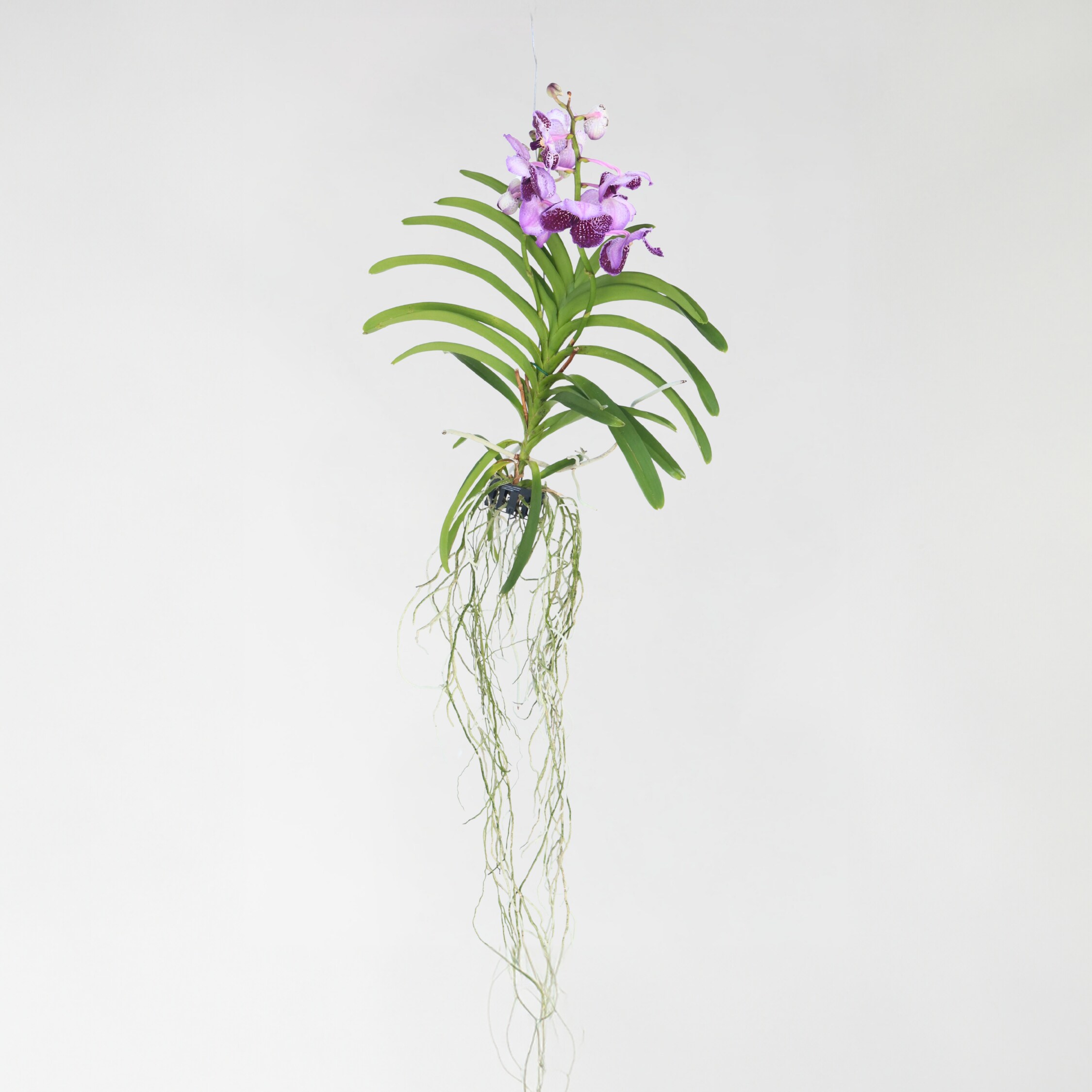Plant in a Box - Vanda-Orchidee - Vanda 'Lila' - H&ouml;he 55-65cm 