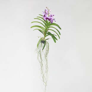 Plant in a Box - Vanda-Orchidee - Vanda 'Lila' - Höhe 55-65cm 