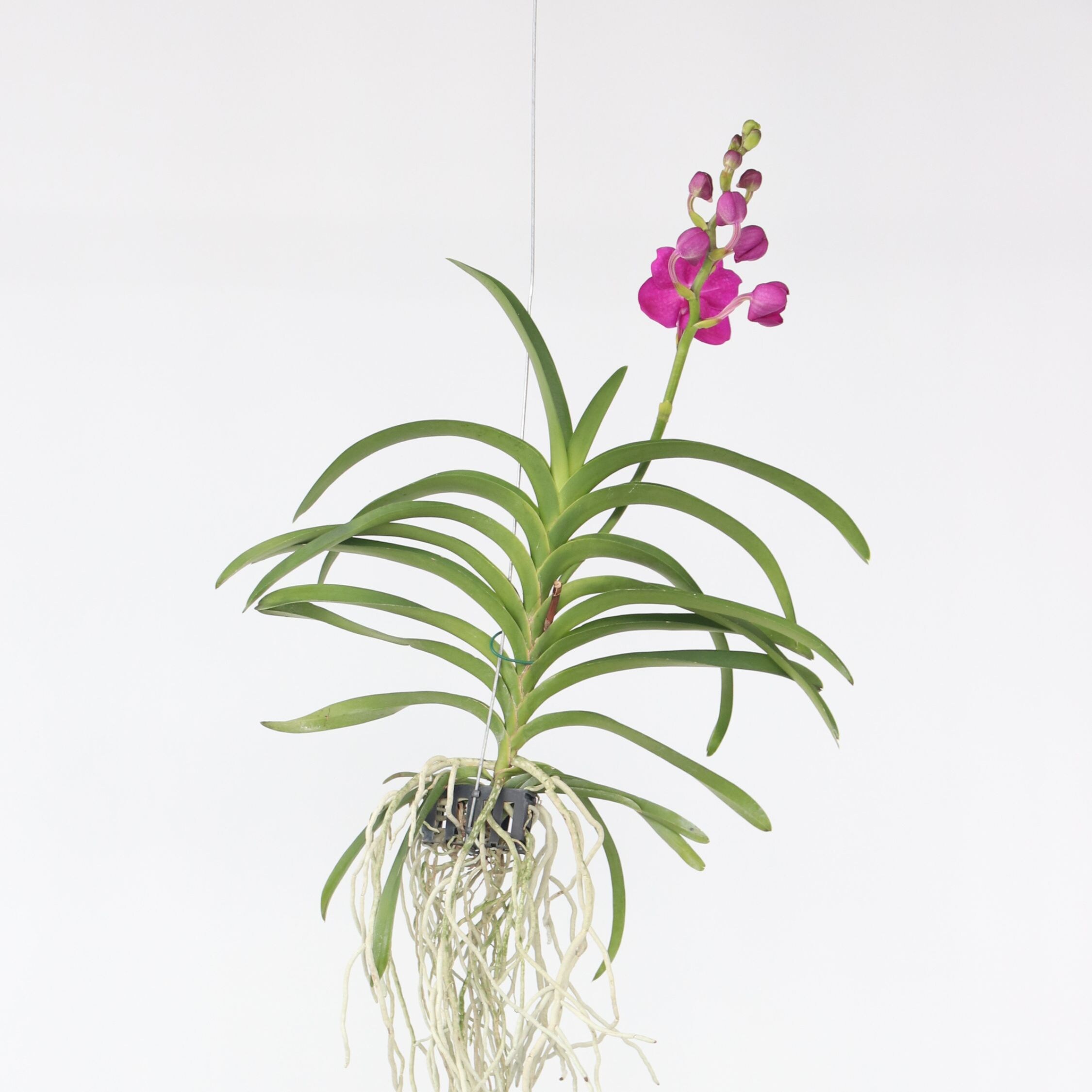 Plant in a Box - Vanda-Orchidee - Vanda 'Pink' - H&ouml;he 55-65cm 