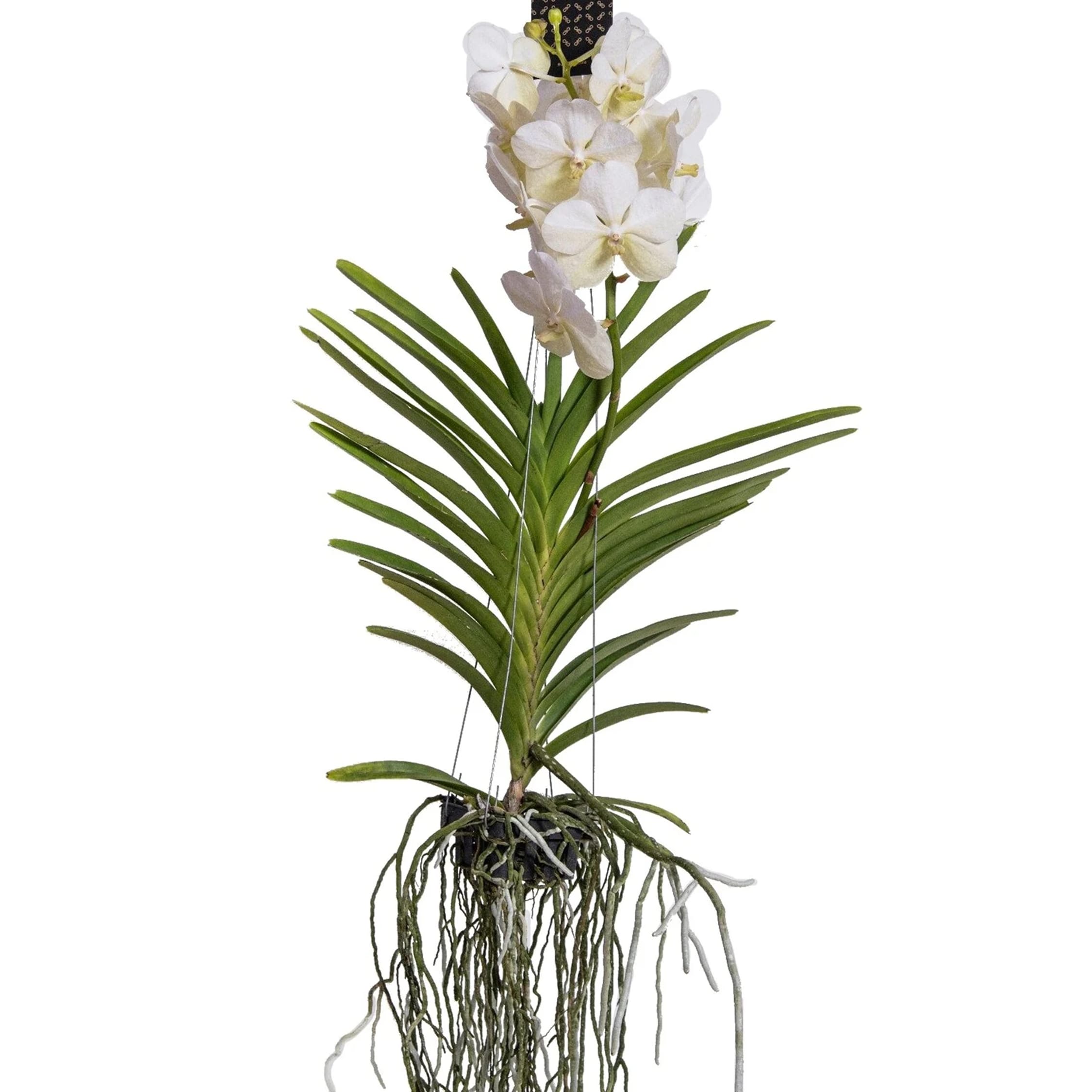 Plant in a Box - Vanda-Orchidee - Vanda 'White' - H&ouml;he 55-65cm 