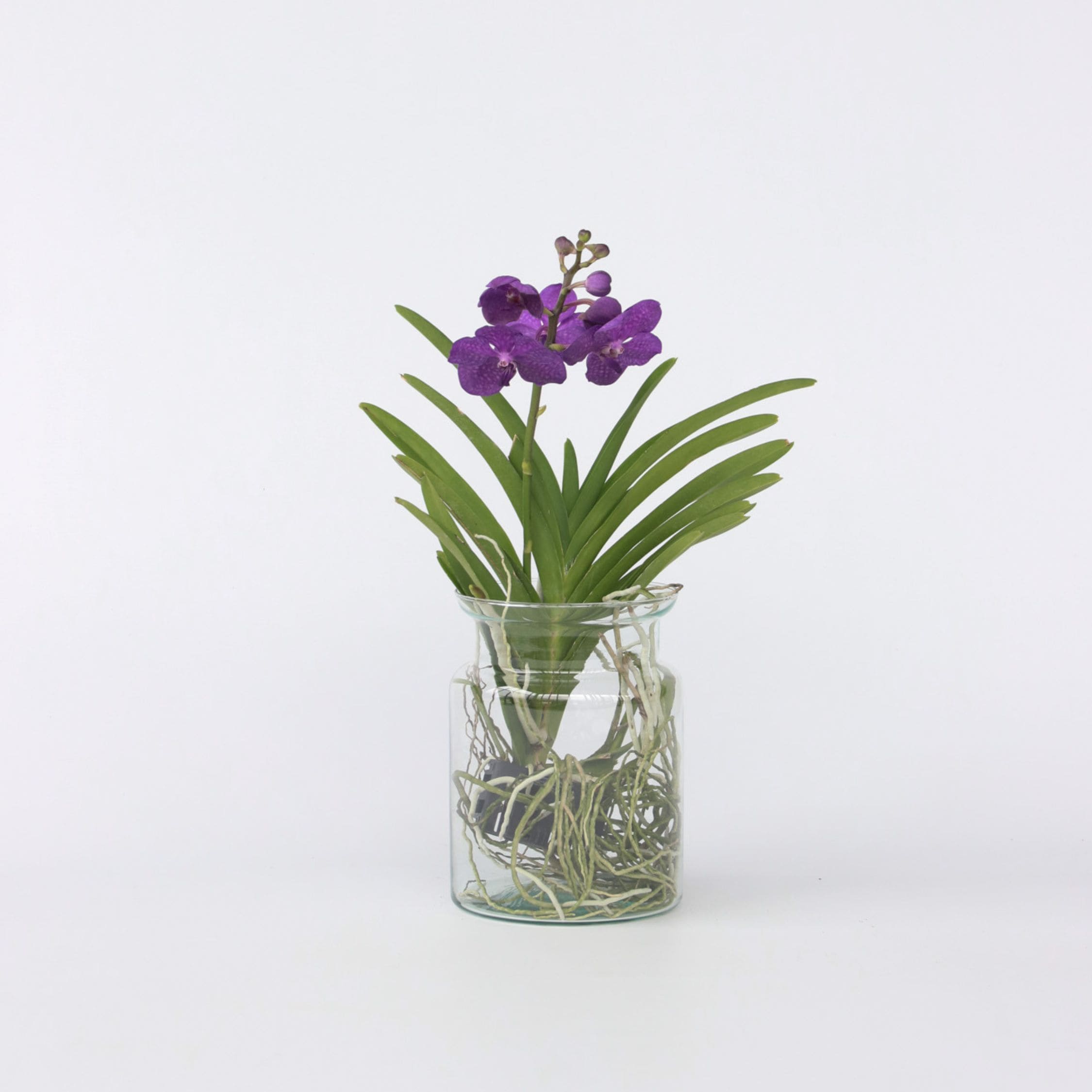 Plant in a Box - Vanda-Orchidee - Vanda 'Blue' - H&ouml;he 40-50cm - Topf 14cm 