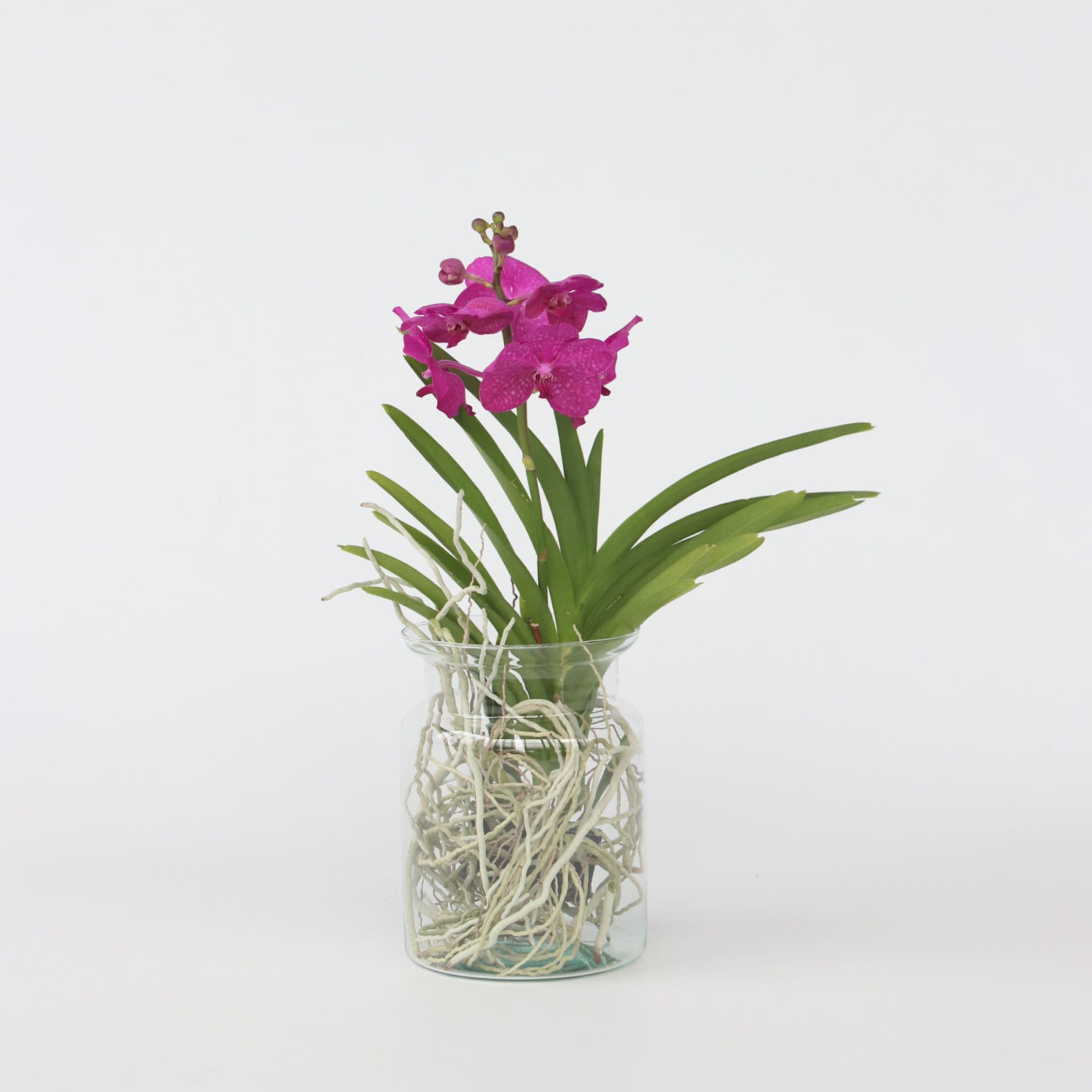 Plant in a Box - Vanda-Orchidee - Vanda 'Cerise' - H&ouml;he 40-50cm - Topf 14cm 