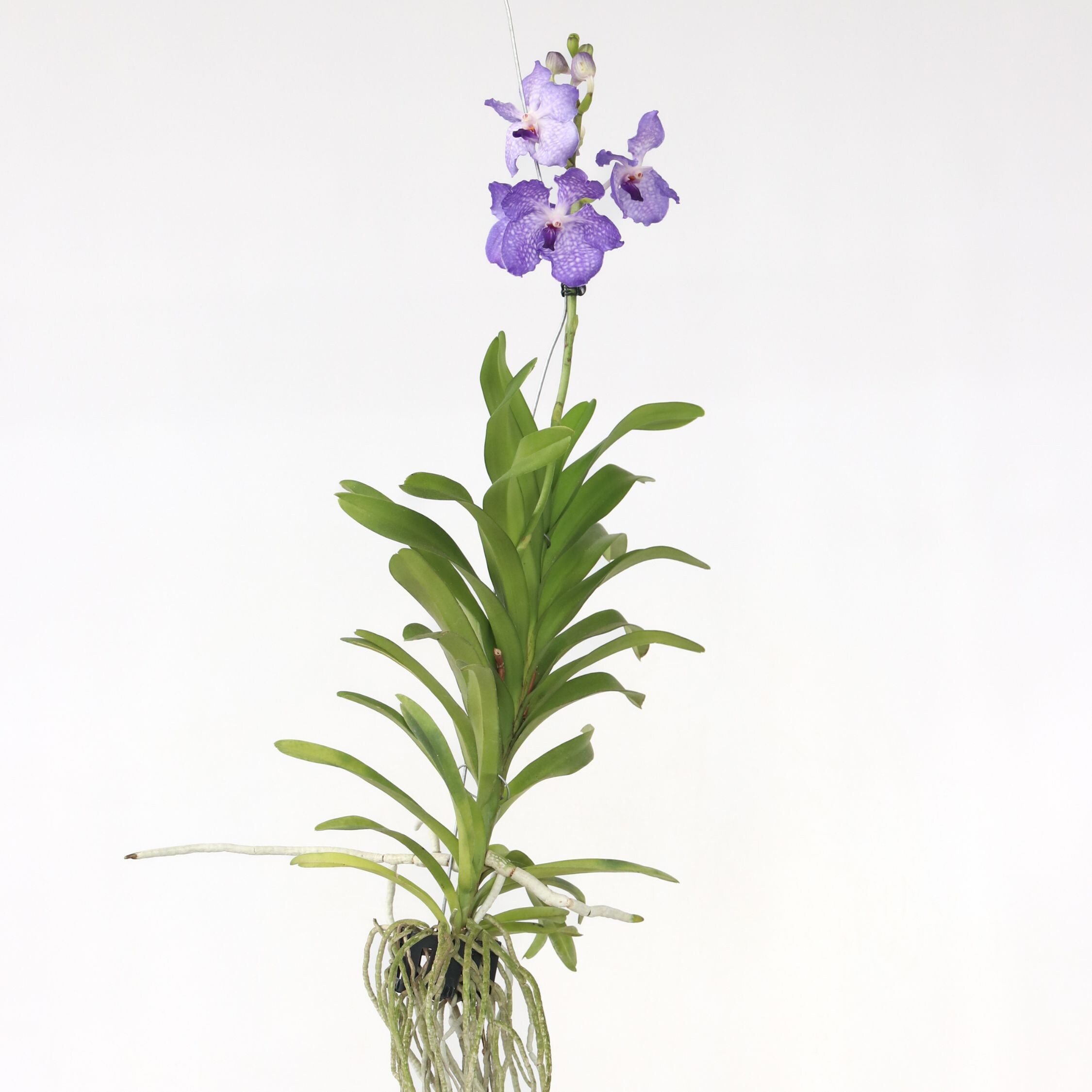 Plant in a Box - Vanda-Orchidee - Vanda 'New Blue' - H&ouml;he 55-65cm 