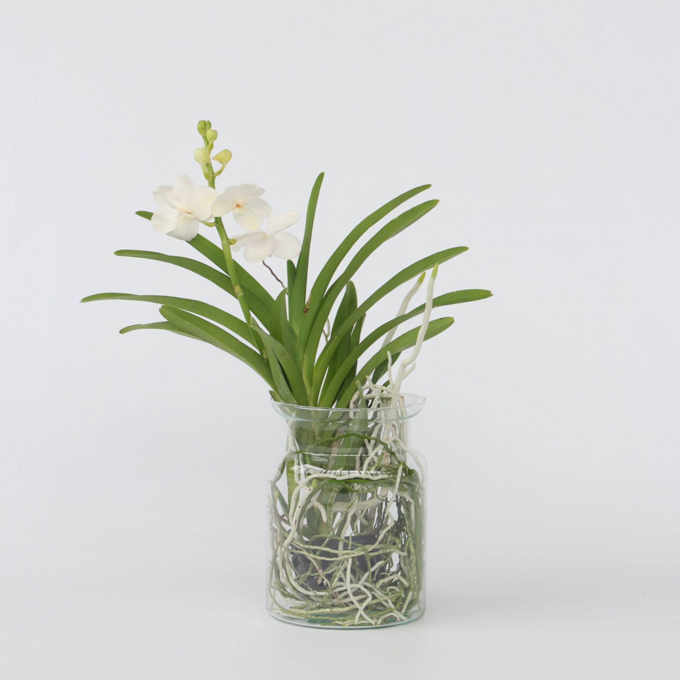 Plant in a Box - Vanda-Orchidee - Vanda 'White' - H&ouml;he 40-50cm - Topf 14cm 