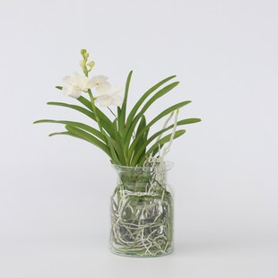 Plant in a Box - Vanda-Orchidee - Vanda 'White' - Höhe 40-50cm - Topf 14cm 