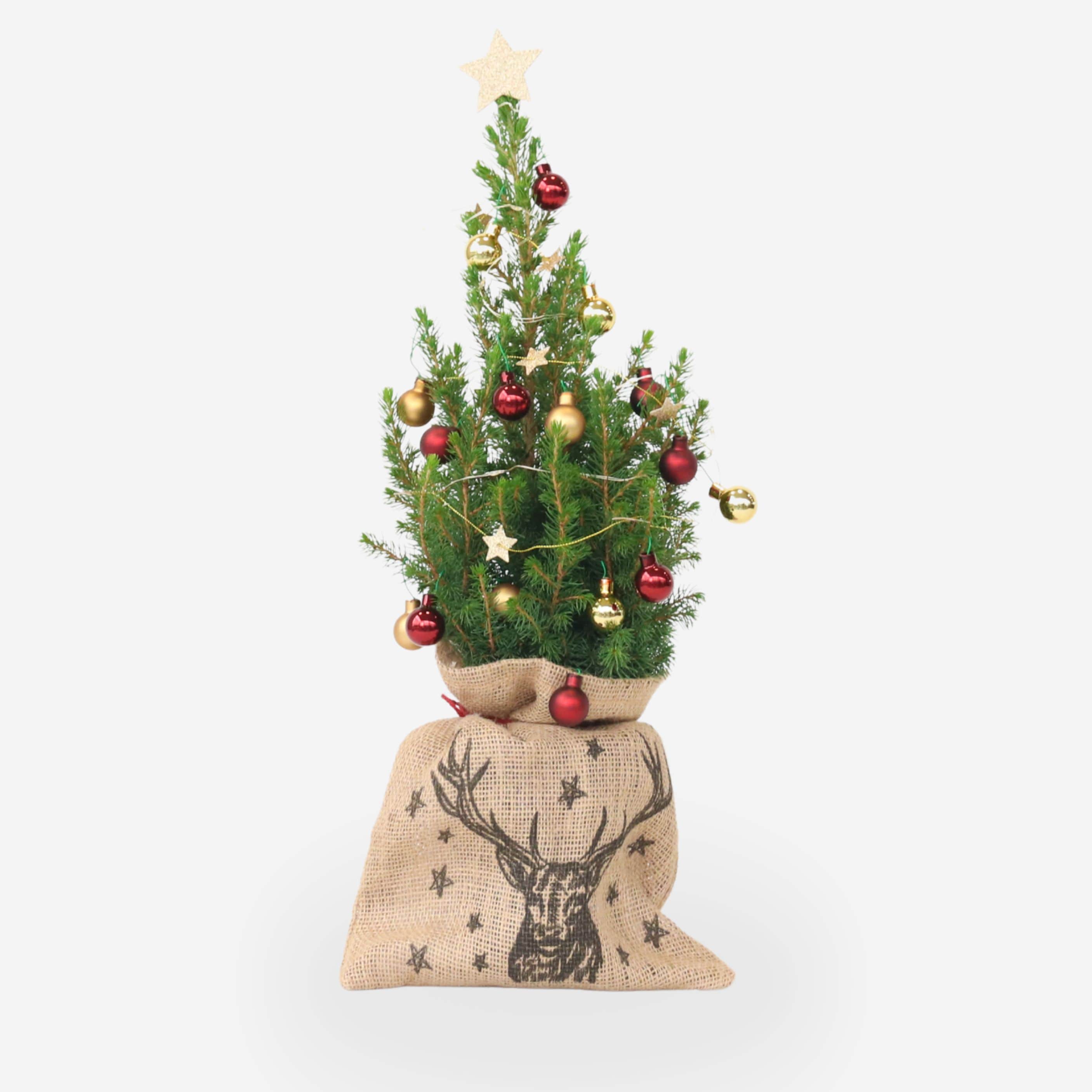 Plant in a Box - Mini-Weihnachtsbaum mit Jute-Sack &ndash; Picea glauca Conica &ndash; 55&ndash;65cm &ndash; Topf 15cm 