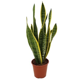 Plant in a Box - Bogenhanf - Sansevieria trifasciata Laurentii - Höhe 40-50cm - Topf 14cm 