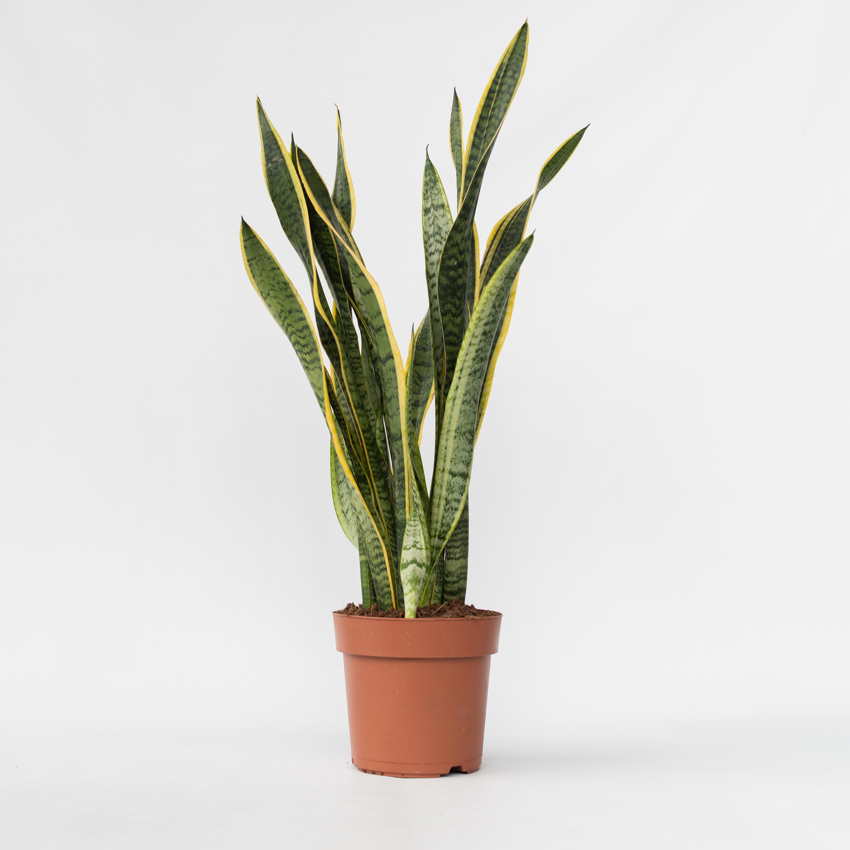 Plant in a Box - Bogenhanf - Sansevieria trifasciata Laurentii - H&ouml;he 65-75cm - Topf 21cm 