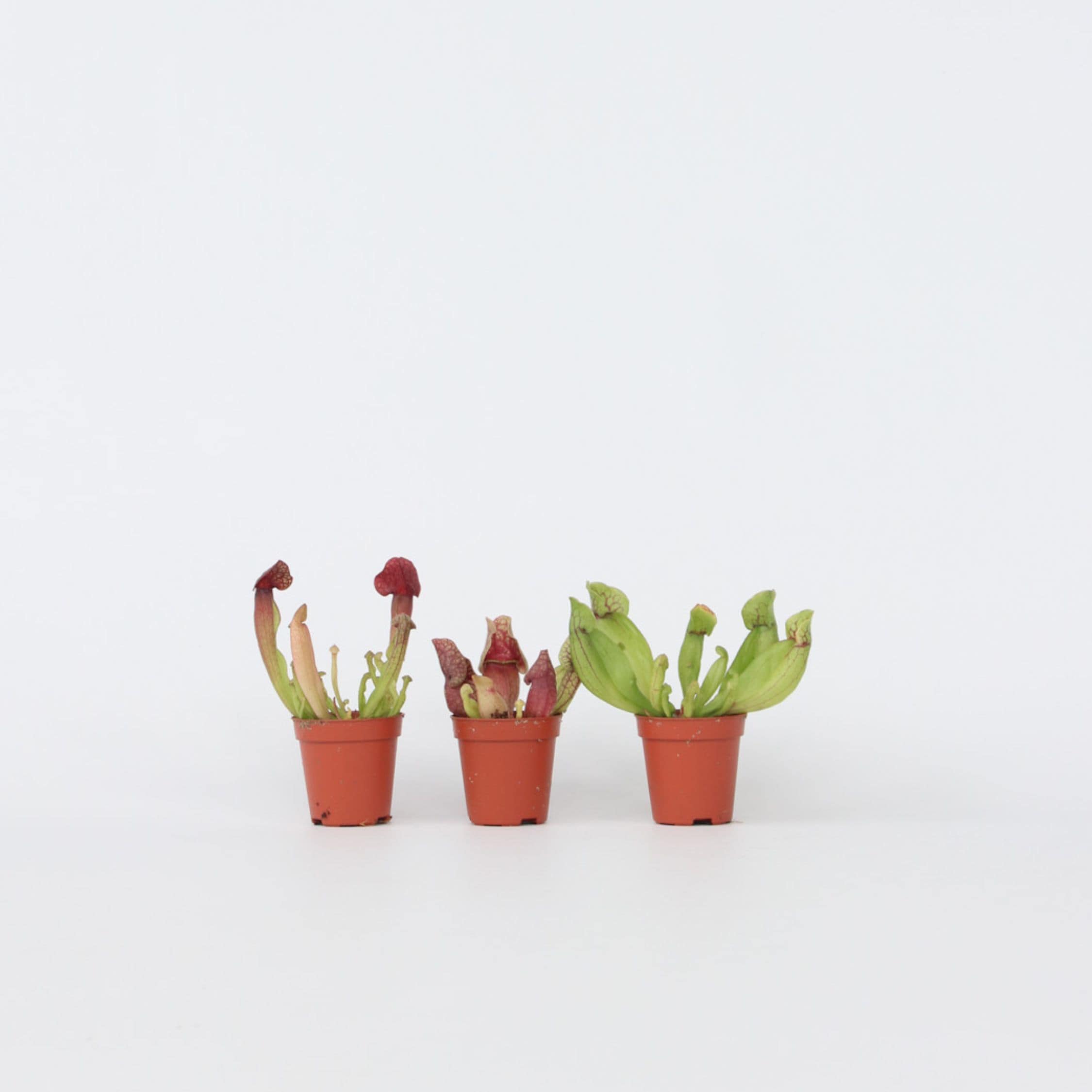 Plant in a Box - Schlauchpflanze - 3 Stk - Sarracenia purpurea - H&ouml;he 10cm - Topf 6cm 